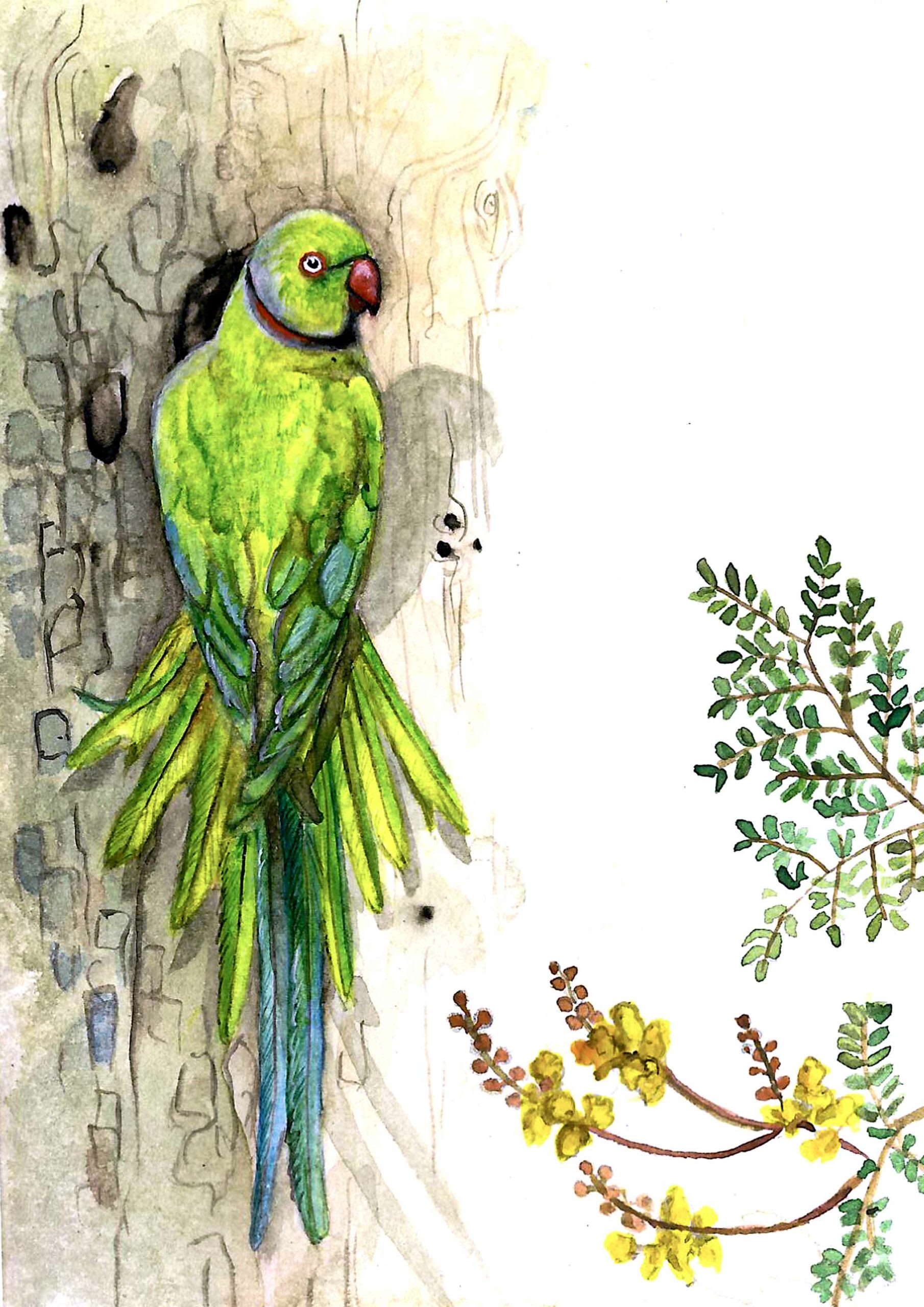 Rose-ringed parakeets usually feed on buds, fruits, vegetables, nuts, berries, and seeds. Wild flocks may fly several kilometres to forage in farmlands and can cause extensive damage to standing crops.