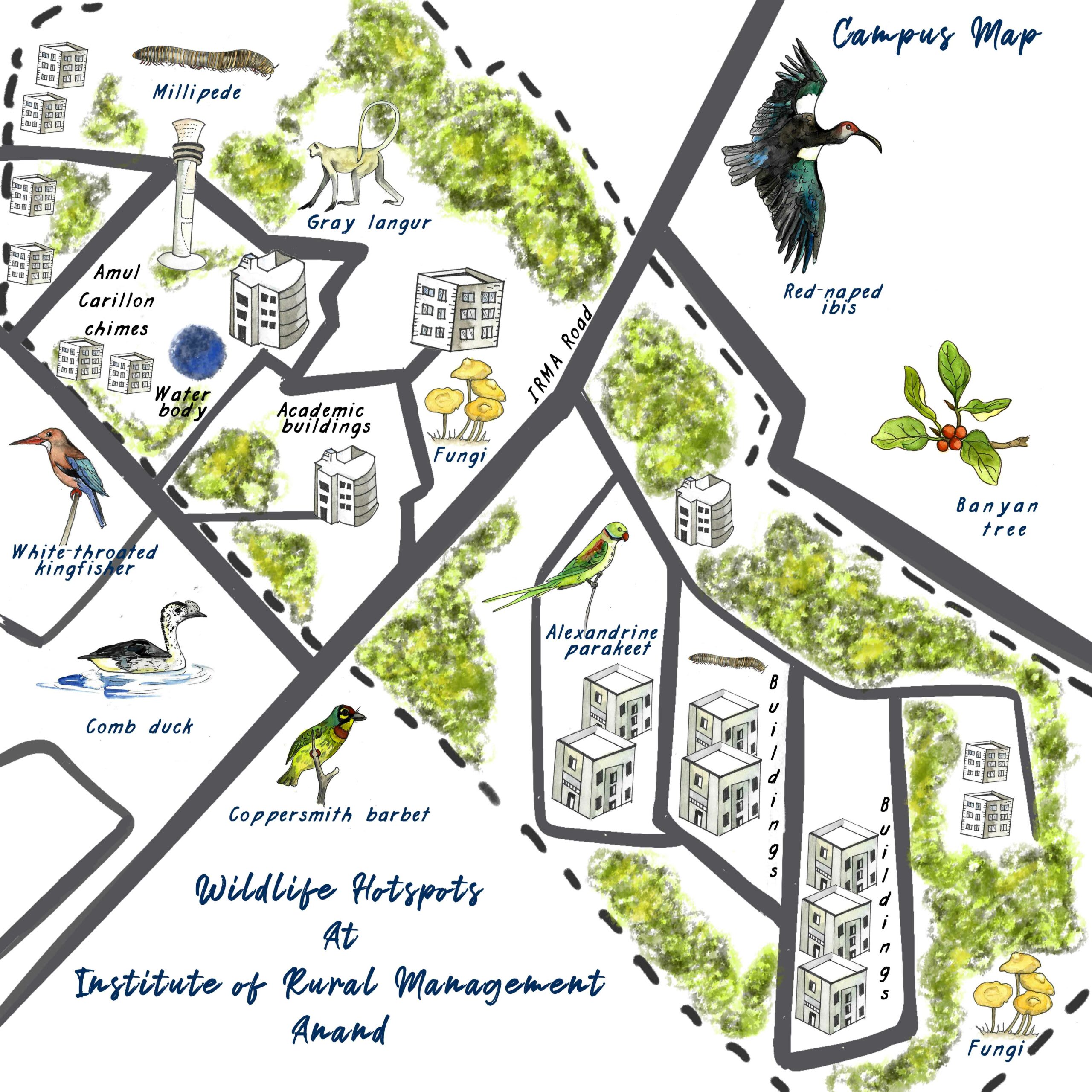 Representational map of the campus (not to scale). The brutalist architecture (minimalist 1950s style) of the buildings with rough exteriors offers ideal perches for many birds.  Cover: Black-rumped flamebacks are one of the few woodpeckers found in urban areas. They mainly feed on insects from under the tree bark but adapt well in human-modified habitats to feed on fruits and food waste as well. 
