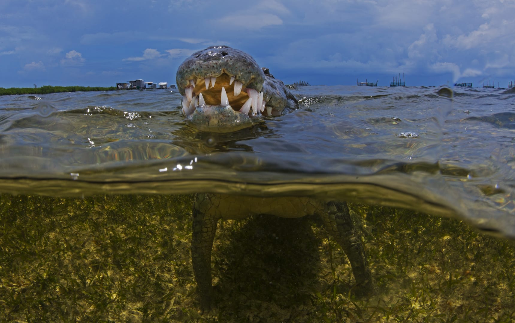 American crocodiles love to bask in the sun because they need external sources of heat to stay warm. The nostrils, eyes and ear drums are located on the top of their long snouts, allowing them to stay immersed in water with just the top of the head exposed.  