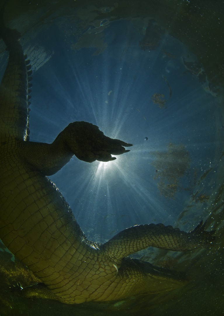 Crocodiles are usually about 15 feet long, though some in the wild can grow up to a whopping 20 feet. The reptiles live up to 70 years! Though their numbers in the wild are increasing, the species is still considered vulnerable. 