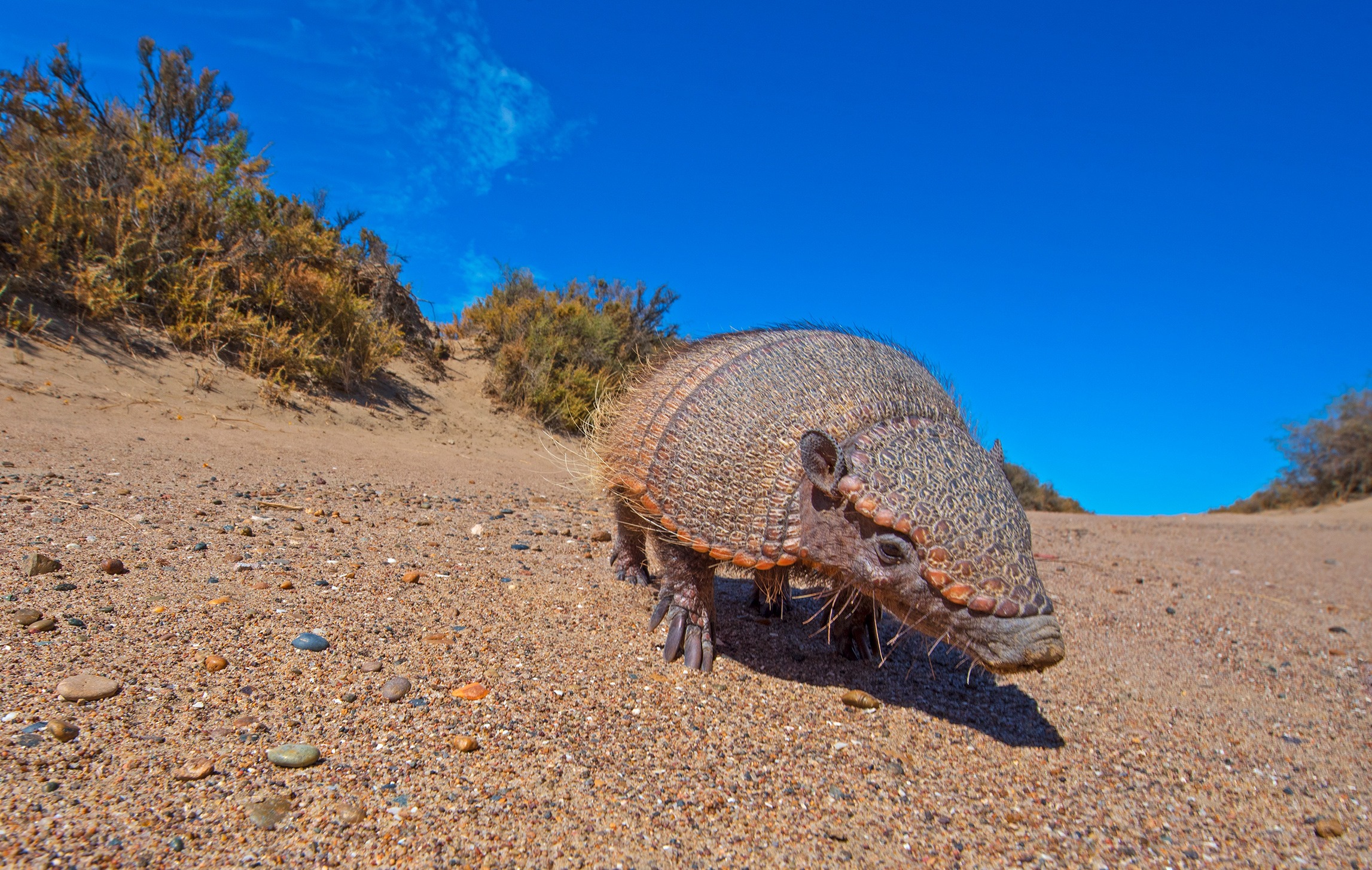 The hairy armadillo is a solitary creature that finds shelter in shallow burrows. They often come close to the beach in search of food. Their diet is quite varied, including anything from worms and insects to seed pods. When necessary, they can also swim by inflating their stomachs and intestines for buoyancy. 