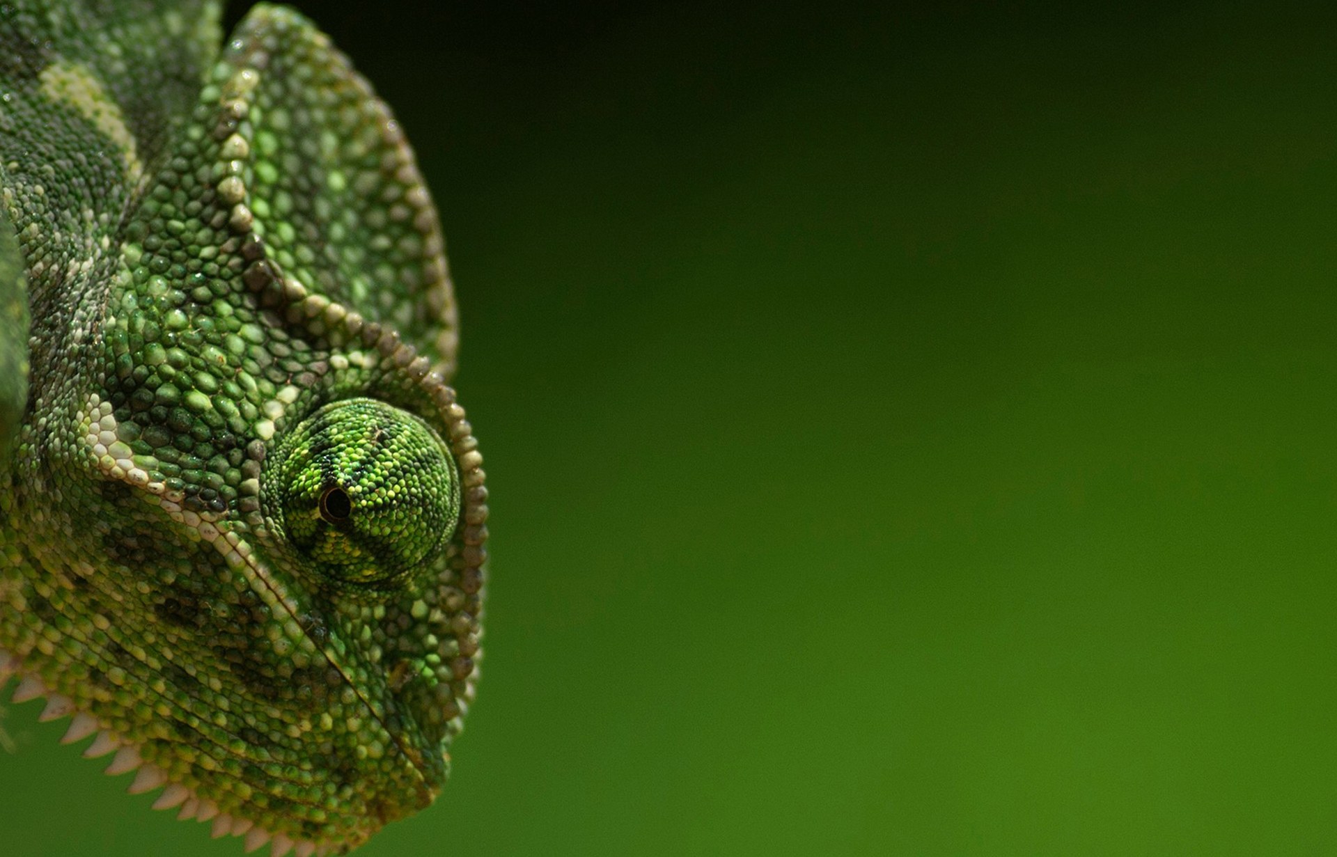 The big cats get all the press, but Kabini has little delights too. Like this chameleon that has evolved over thousands of years to accept, adapt, and survive. 