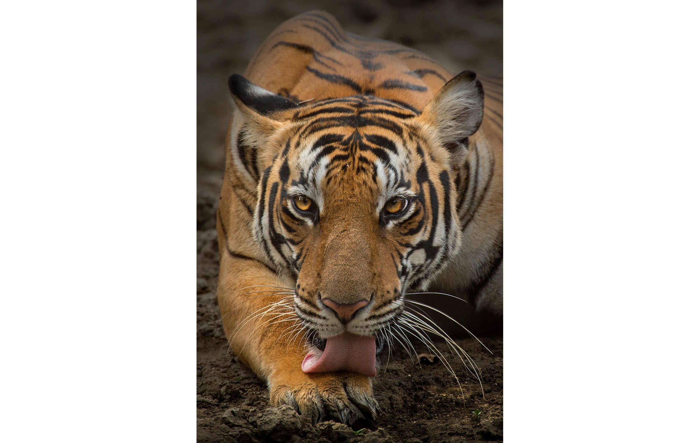 It doesn’t matter how many times you see a tiger; it never gets old. Here, the big cat trains its eyes on us, calmly licks his paw, claws outstretched, as if to remind us that this is not our territory. We are merely visitors.