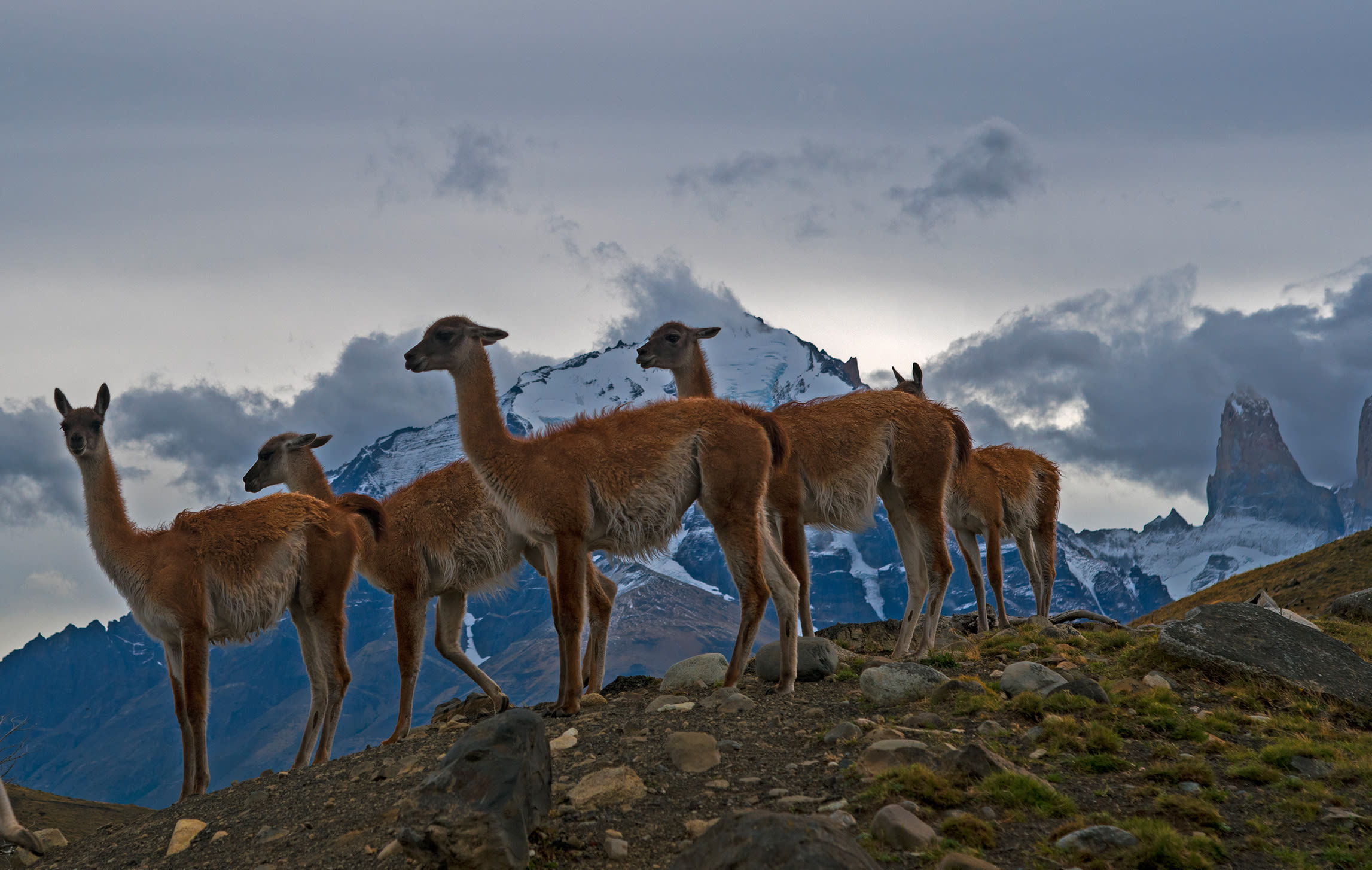 While driving through the national park we spotted this herd of guanacos at the edge of a cliff where it meets the road. Habituated to seeing vehicles, they waited patiently for us to pass before crossing the road. 