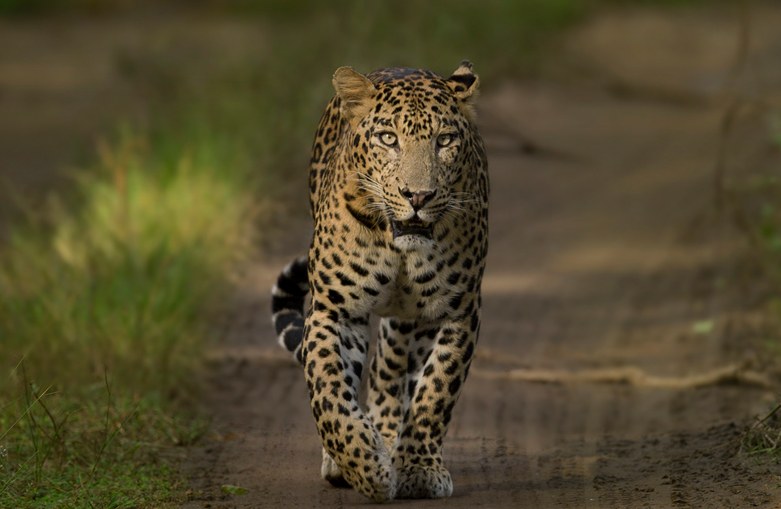 Shaaz Jung’s journey into wildlife photography started with tracking this leopard nicknamed Scarface.