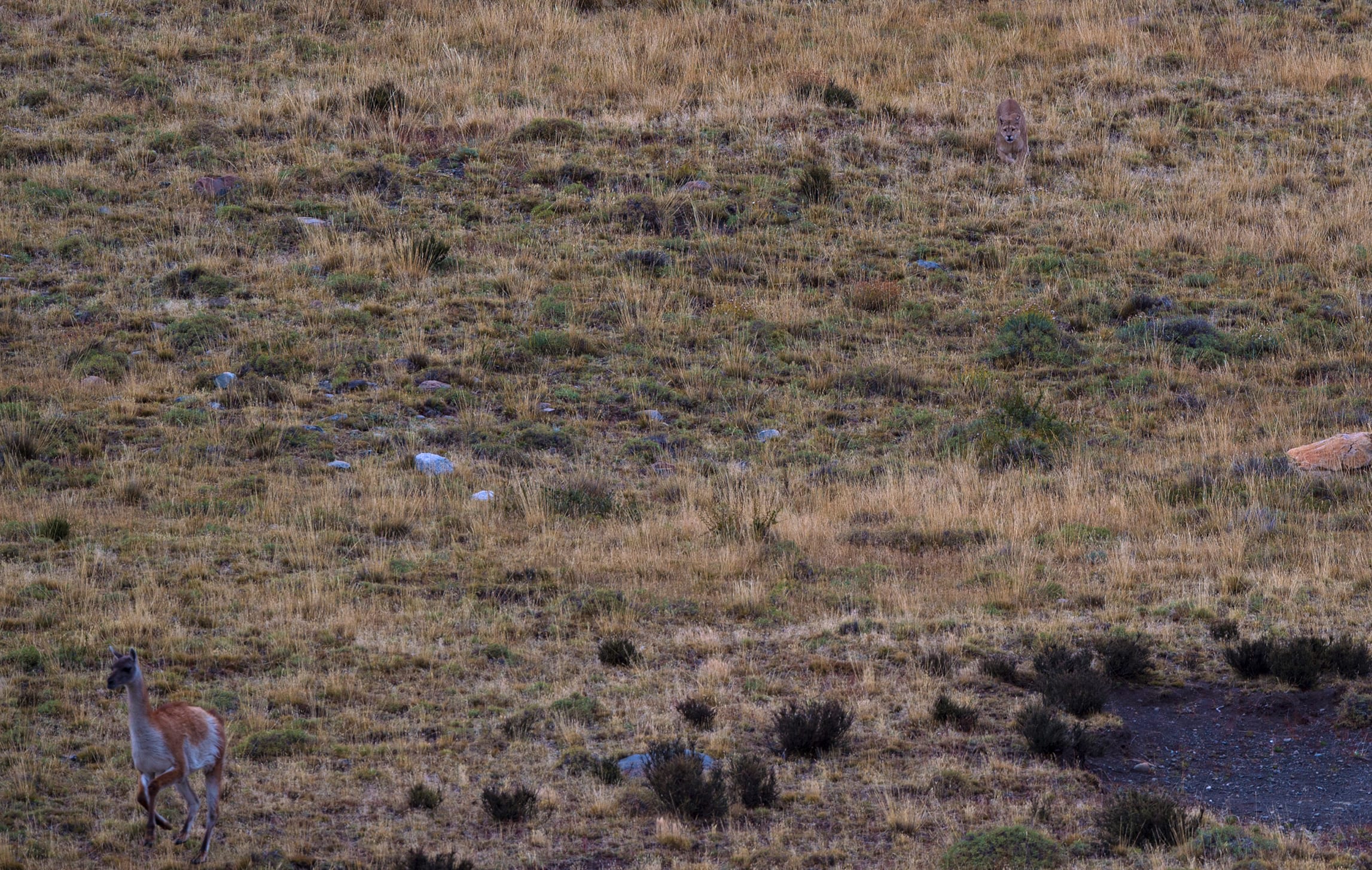 In the vast, empty grasslands puma is the apex predator, feeding mainly on guanaco, but also on sheep and goats that graze in the park from the neighbouring estancias. Tracking pumas in the huge park is tough. Expert guides are required. Pumas don’t roar and are so well camouflaged that you can barely spot them in grasslands (notice the one in the top right of the image). The best giveaway for a puma is when you see hear a guanaco’s warning cry or see them galloping away at great speed. To find them, watch their prey. Or locate a kill and you can be sure they will be lurking close by. 