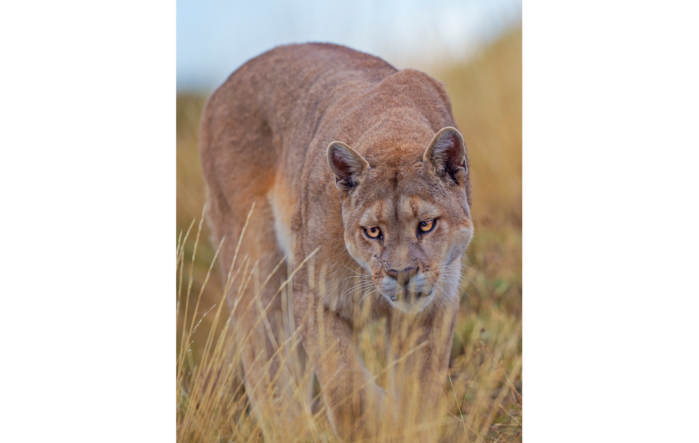 While tracking the puma in the park, I spotted a female stalking some guanaco with her two cubs. I waited a hundred metres away, predicting she would walk my way. She seemed unbothered by my presence and comfortable enough to walk right by me. 