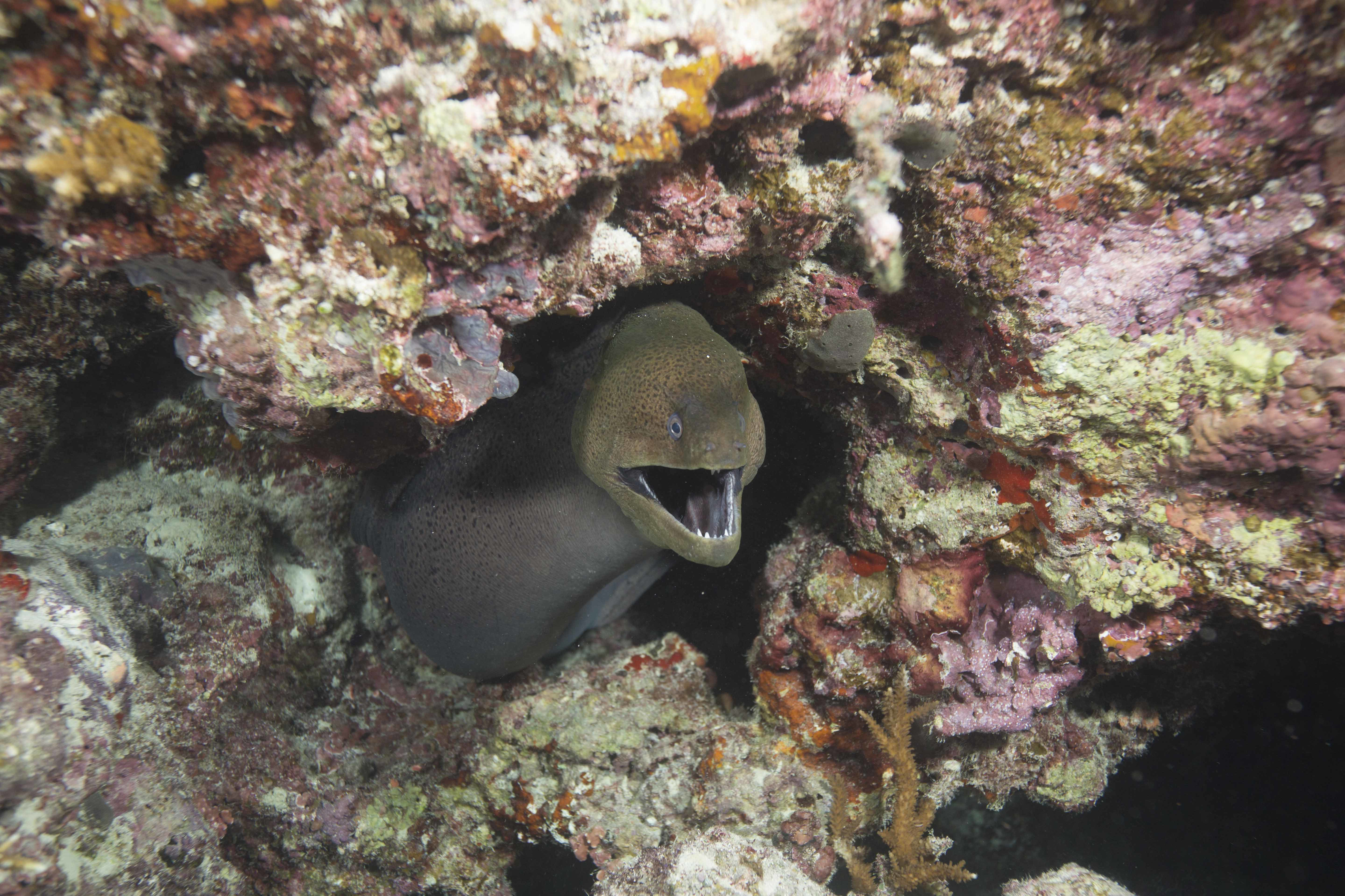 Moray Eels: Delightful or Deadly? | RoundGlass | Sustain