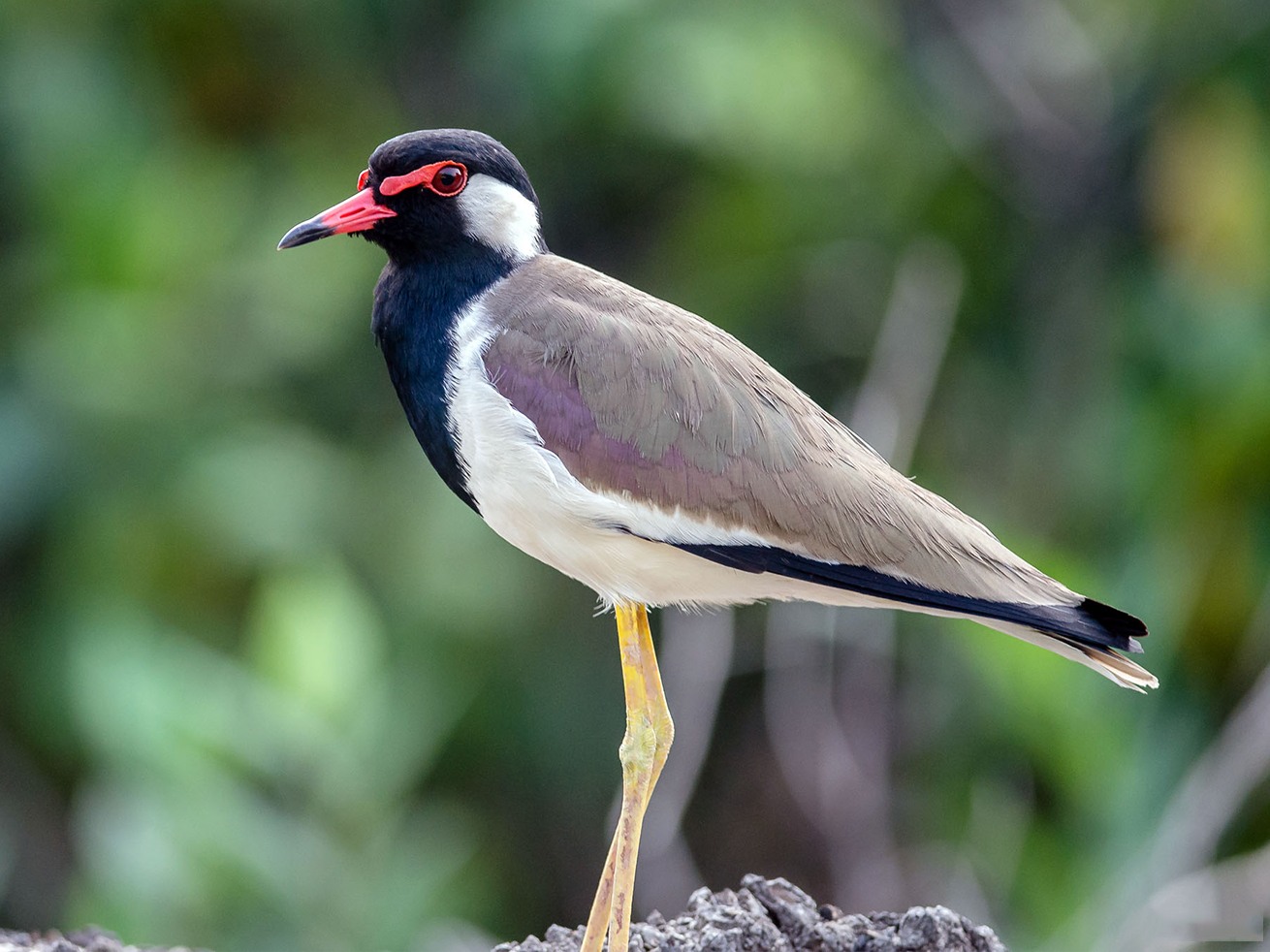 Locals in Rajasthan believe that a good monsoon is coming, if lapwings build their nests on elevated ground. Photo:Flickr/Jan Arendtsz