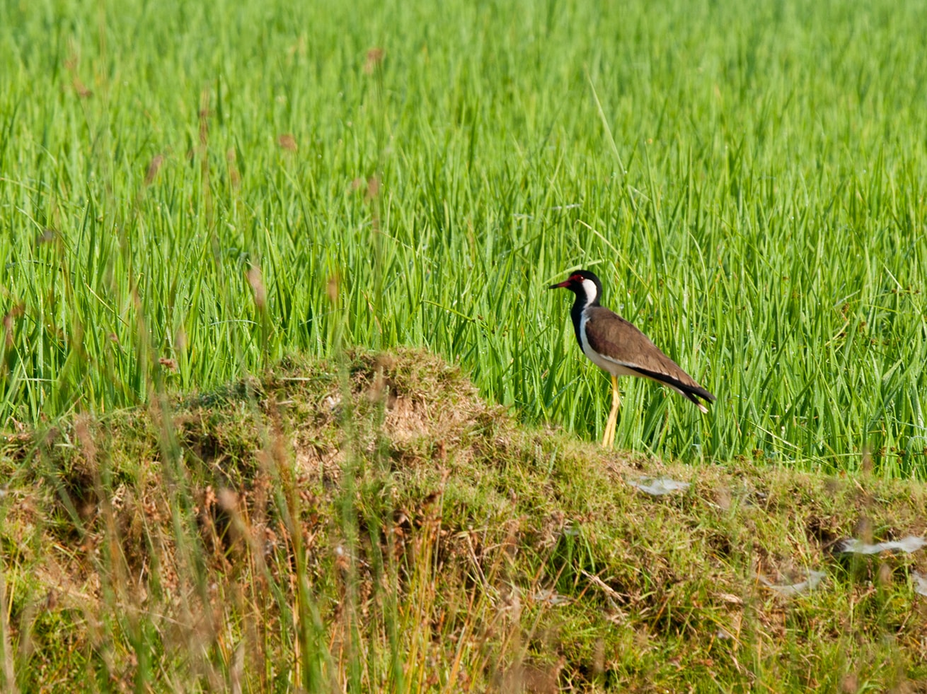 Lapwings are good runners and waders, thanks to their long legs; they search both water and land for small insects, snails and slugs to snack on. Photo:Flickr/Srikaanth Sekar