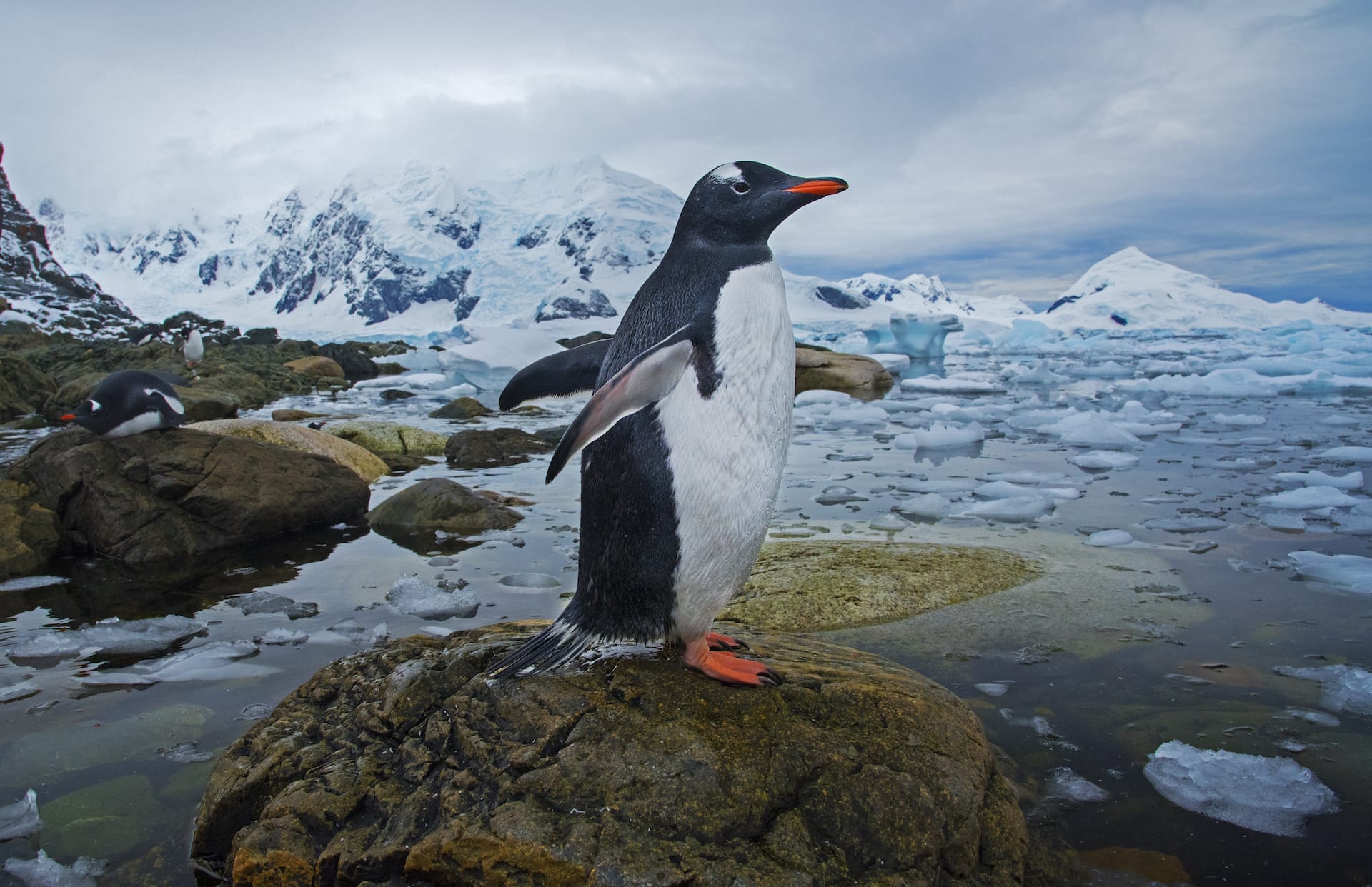 The gentoo penguins on the other hand, are quite small, and live in large colonies in the Antarctic Peninsula. Colony sizes vary from a few dozen members to groups that comprise thousands of gentoos. Both females and males are passionate parents and spend considerable time building nests out of moss, feathers, and stones for their eggs.