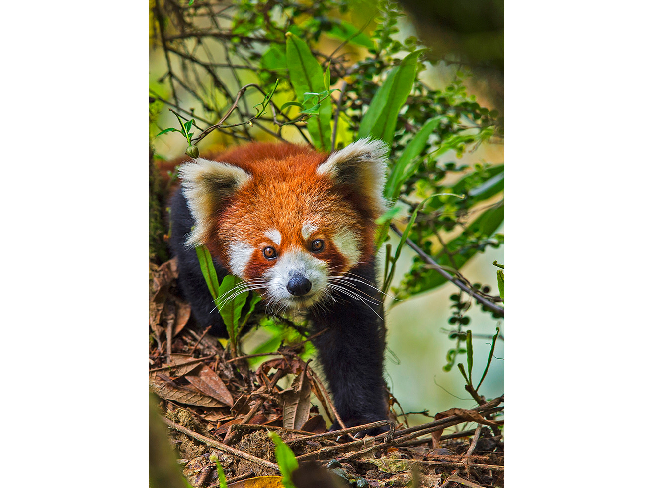 Red pandas have long whiskers, white ears, and a gentle demeanour—all of which add to their endearing look. 