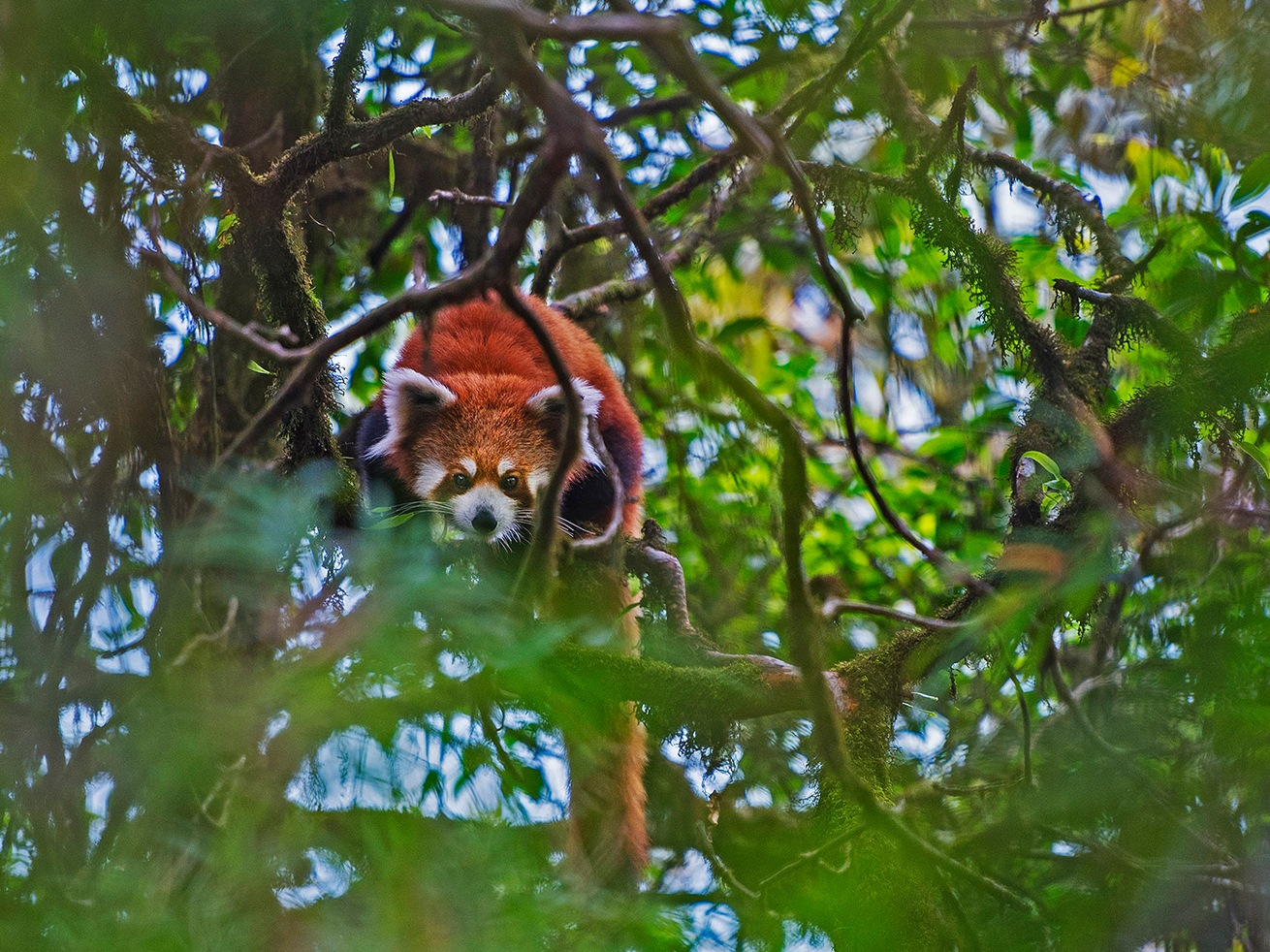 Red pandas generally sleep on tree branches with their legs hanging down. When it’s cold they curl up into a tight ball and use their furry tail for extra warmth. 