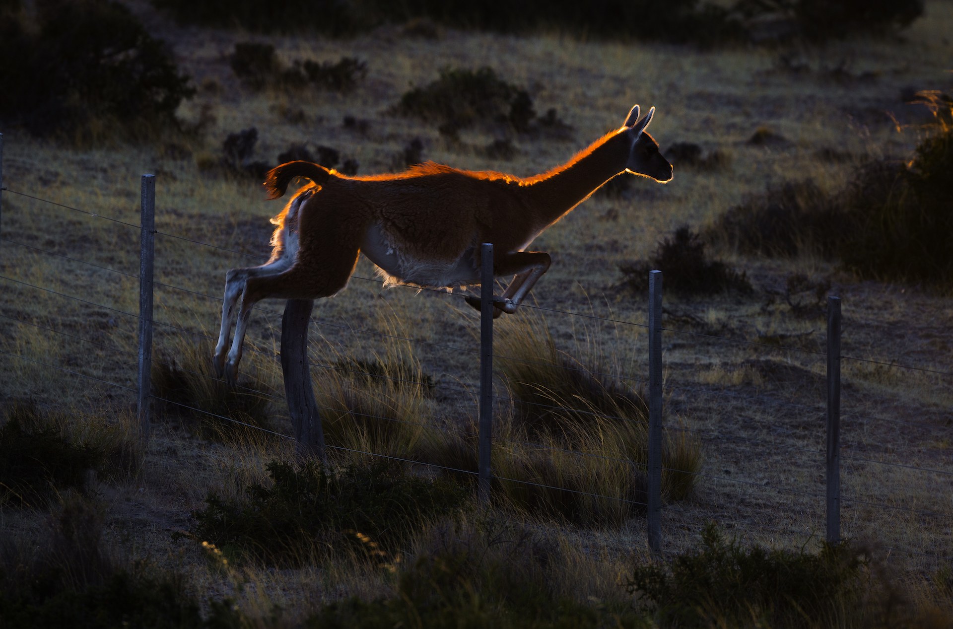 In the Valdes Peninsula, grazing lands are all fenced off.  In the early morning, I watched a guanaco herd feed on the grass on one side and then nonchalantly jump over the fence to feed on the other side. Once hunted for its warm, thick wool, the guanaco in this region are now protected by law.