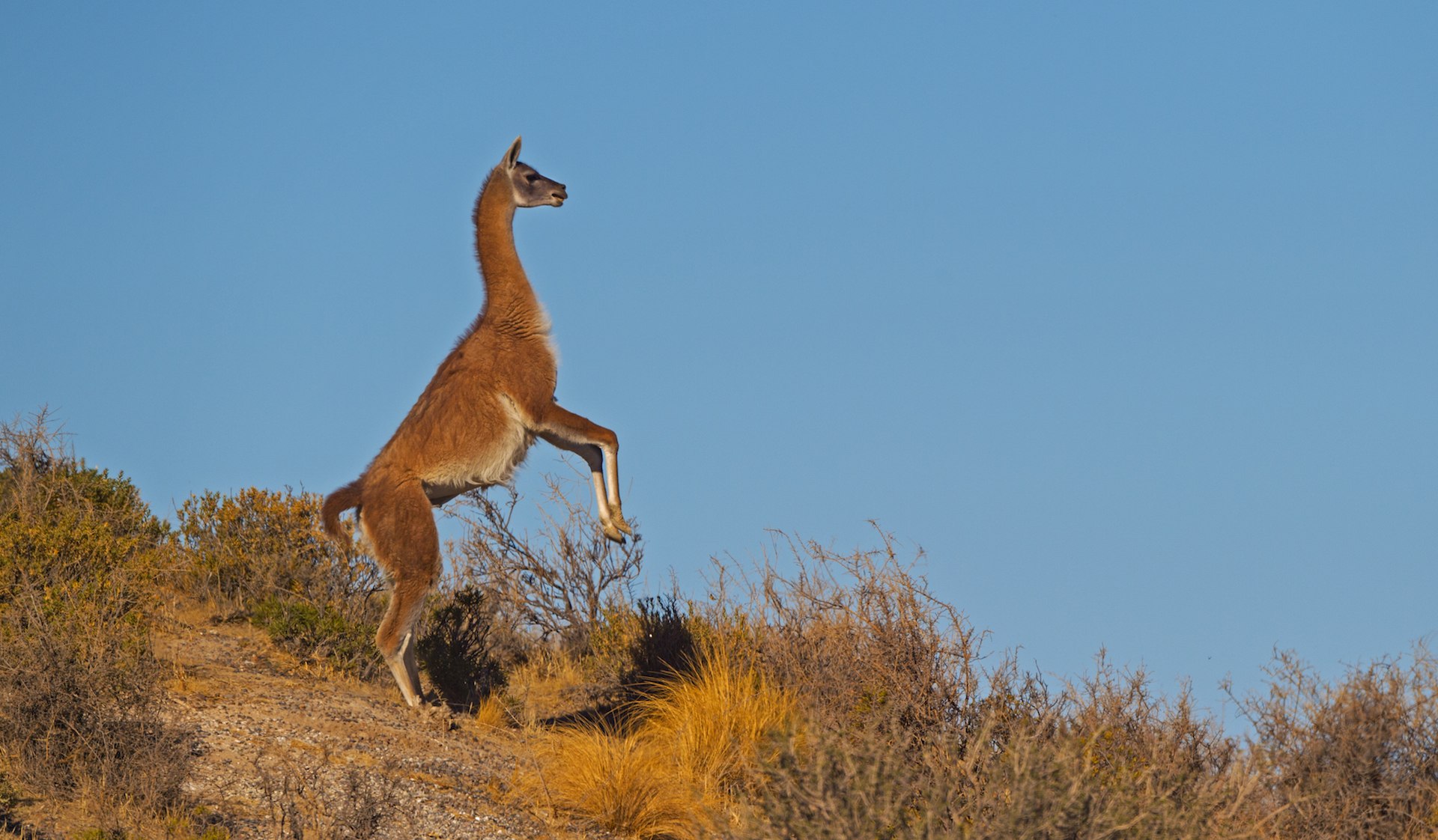 Guanaco males display aggressive behaviour against other males to maintain hierarchies, fight for mating rights, or position as leader of a female group. Some of this is indirect, in the form of rearing or aggressive vocalization to show dominance.