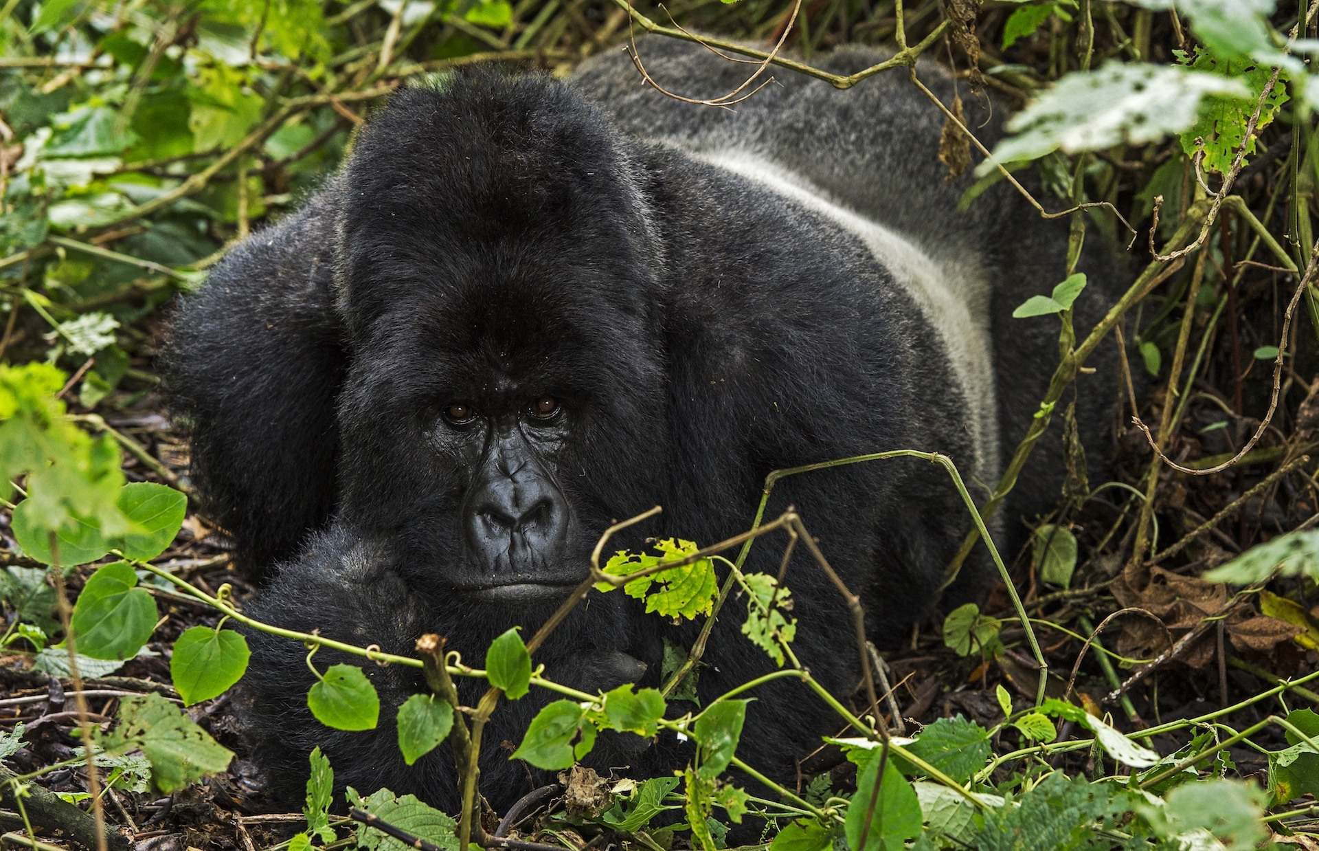 Silverbacks are adult male gorillas over the age of ten. They get the name from the distinctive silver-white patch that emerges on their backs at maturity. Though adult mountain gorillas, like this one we spotted resting, are roughly the same height as humans, they are more thickset and can weigh three times as much.  