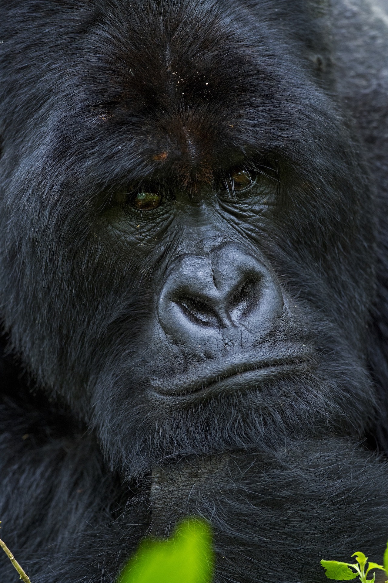 Shy and Mighty Gorillas of the Congo RoundGlass Sustain