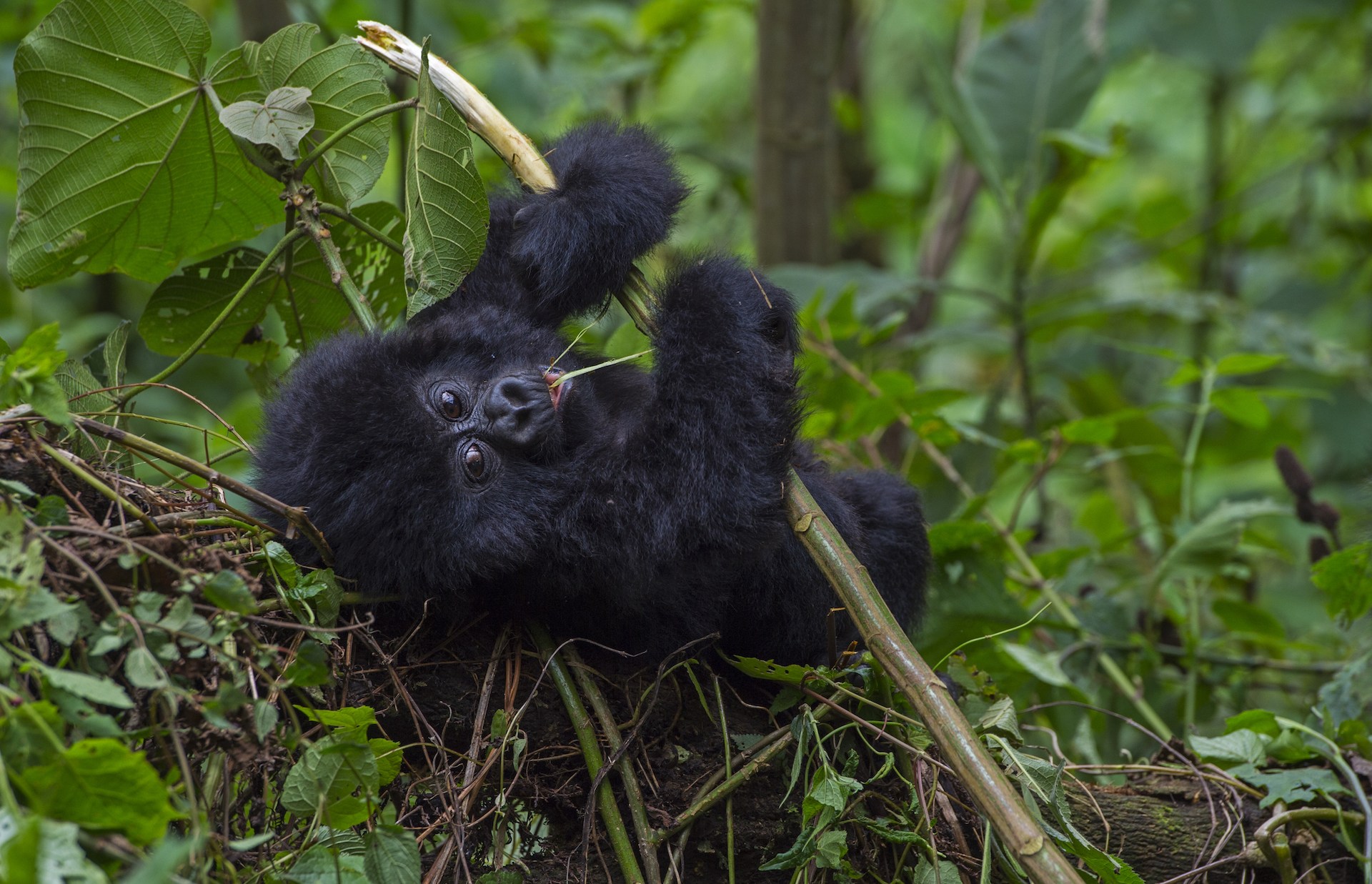 With three silverbacks and his mother around, this tot was enjoying himself playing and swinging in the vegetation, while still watching us visitors. Gorillas normally give birth to just one baby at a time, and only once in four to six years. 