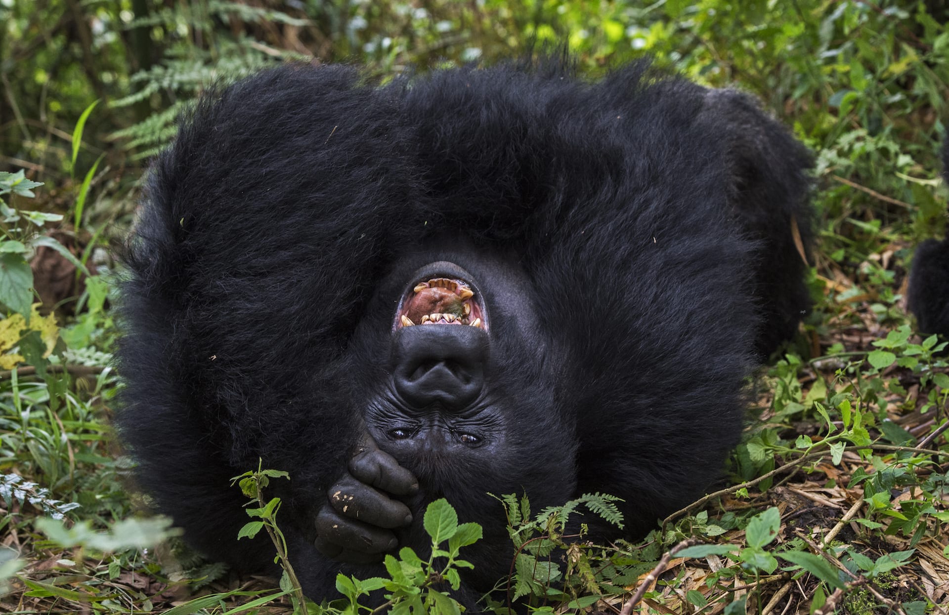 A female gorilla stretched out and yawned nearby, as our guide reassured us that this was not threatening behaviour. Instead, it showed that the gorilla was habituated to human observers and was comfortable enough to yawn in front of us. Contrary to popular belief, gorillas do not fight much. Their chest beating and hooting is a display of aggression to prevent or avoid a physical duel, rather than incite it.  