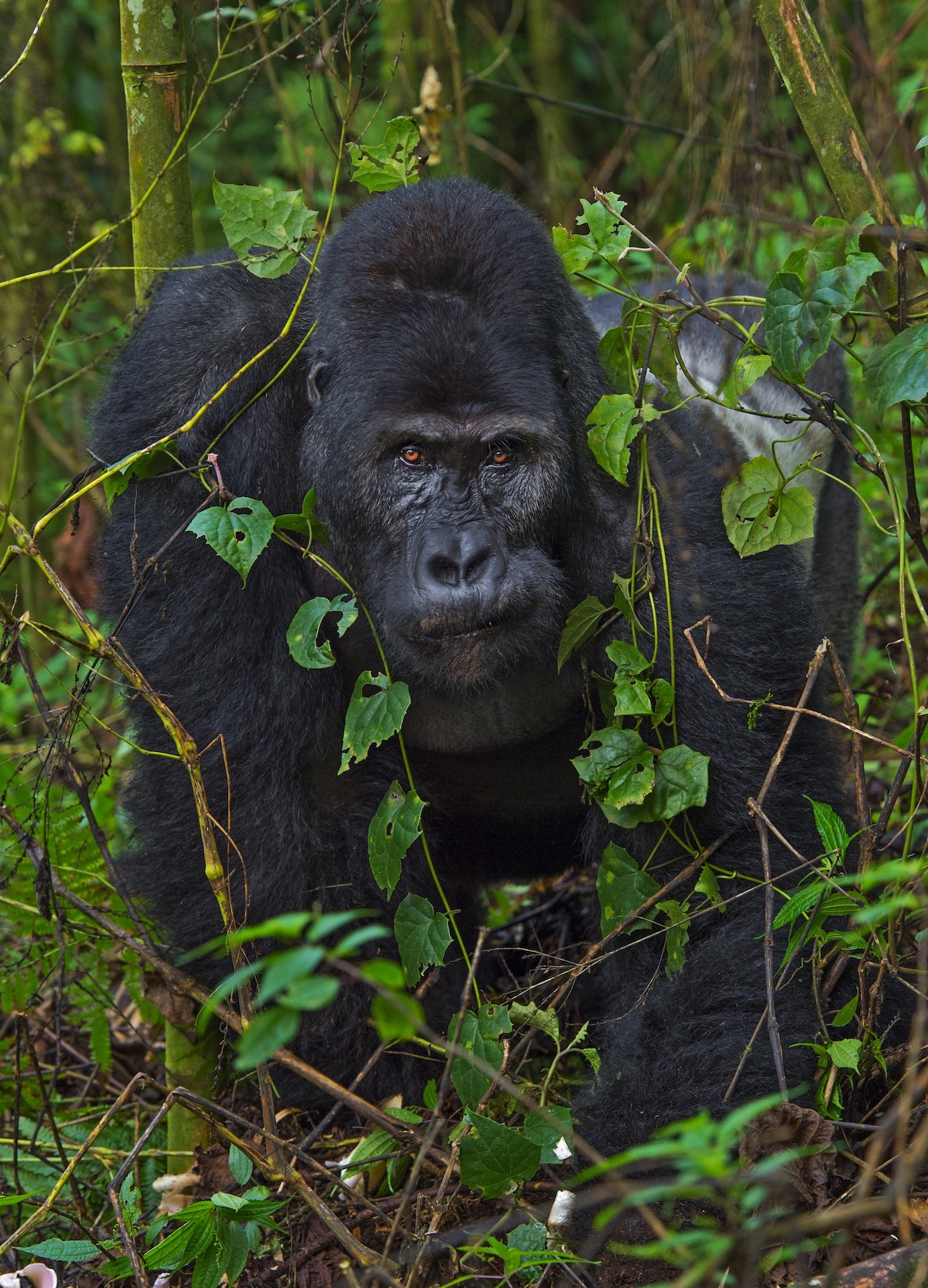 The arms of a gorilla are longer than its legs. It walks mostly on all fours, but can also stand and walk forward a few metres on two feet. This enormous silverback eastern lowland gorilla was moving around his range and feeding on the roots of a seasonal local plant. 