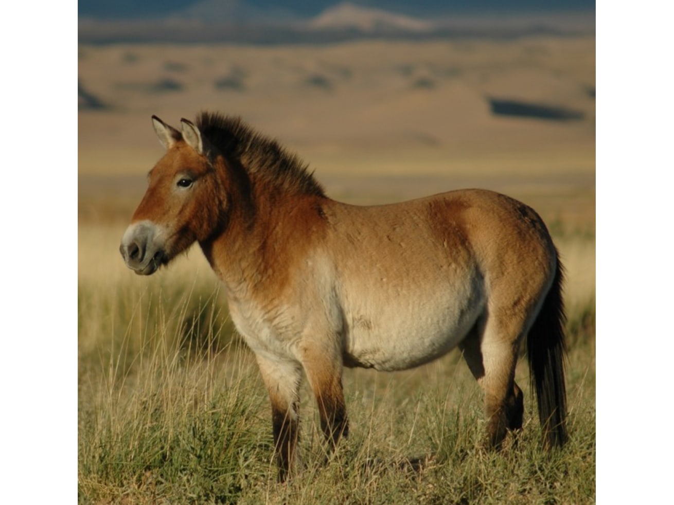 Photo of reintroduced Przewalski's horse taken at release site. Photo: Claudia Feh/Wikipedia Commons 