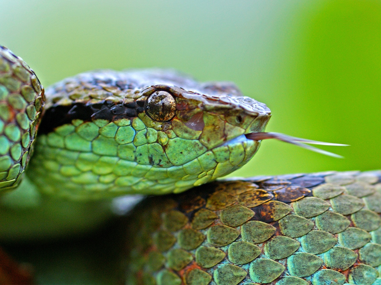 Pit vipers are mostly nocturnal hunters, which allows them to take advantage of the cooler night air to use their pits or infrared receptors to detect warm-blooded prey. 