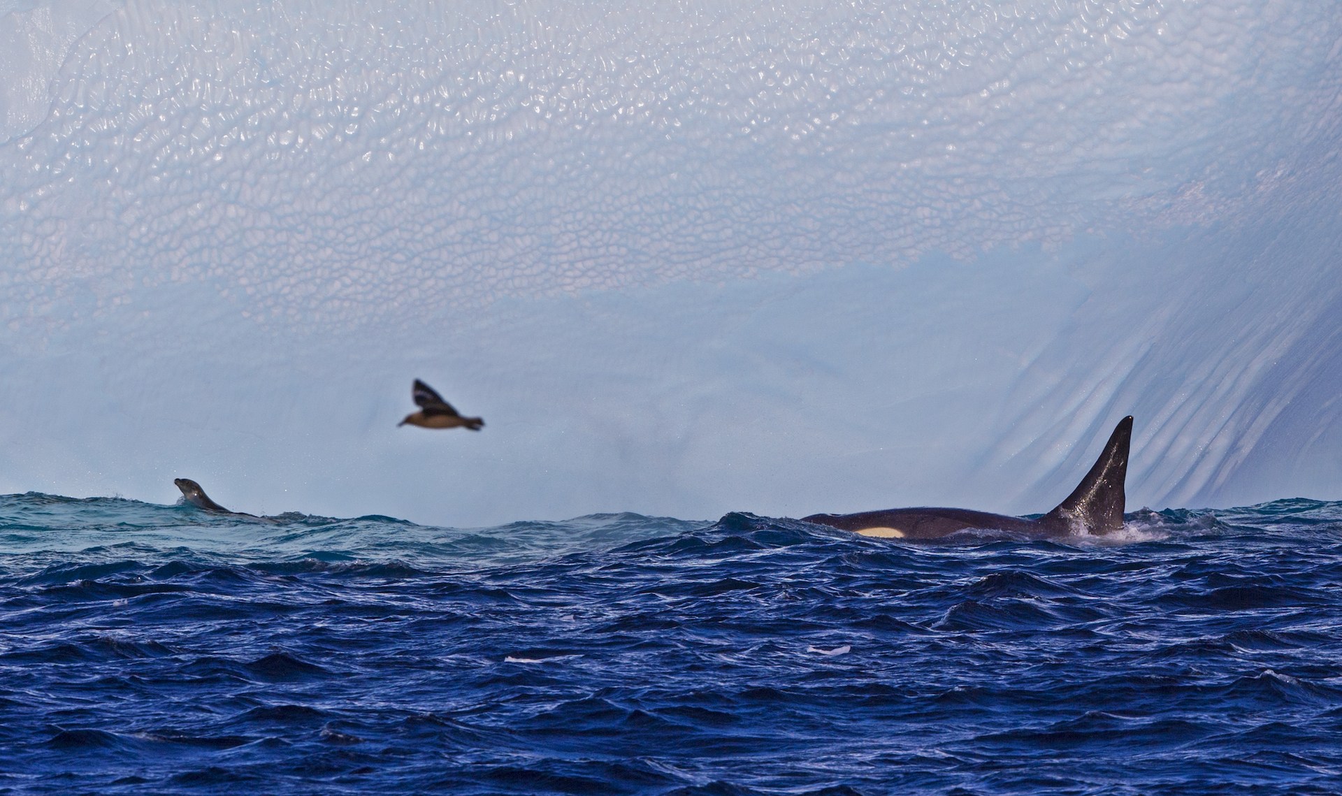 Orcas are biggest predators of the crabeater seal, known to hunt the pinnipeds in pods. In these times of danger, crabeaters swim onto the closest sea ice sheet and hold tight until the orcas swim away. 