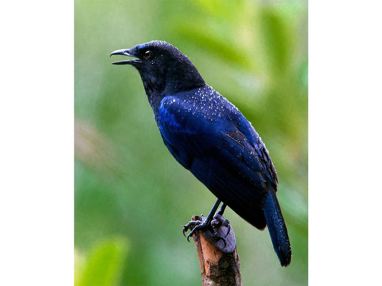 The Malabar Whistling Thrush is star of Mithra’s musical composition “A Walk Thru the Woods.” Photo: N.A. Nazeer/Wikipedia