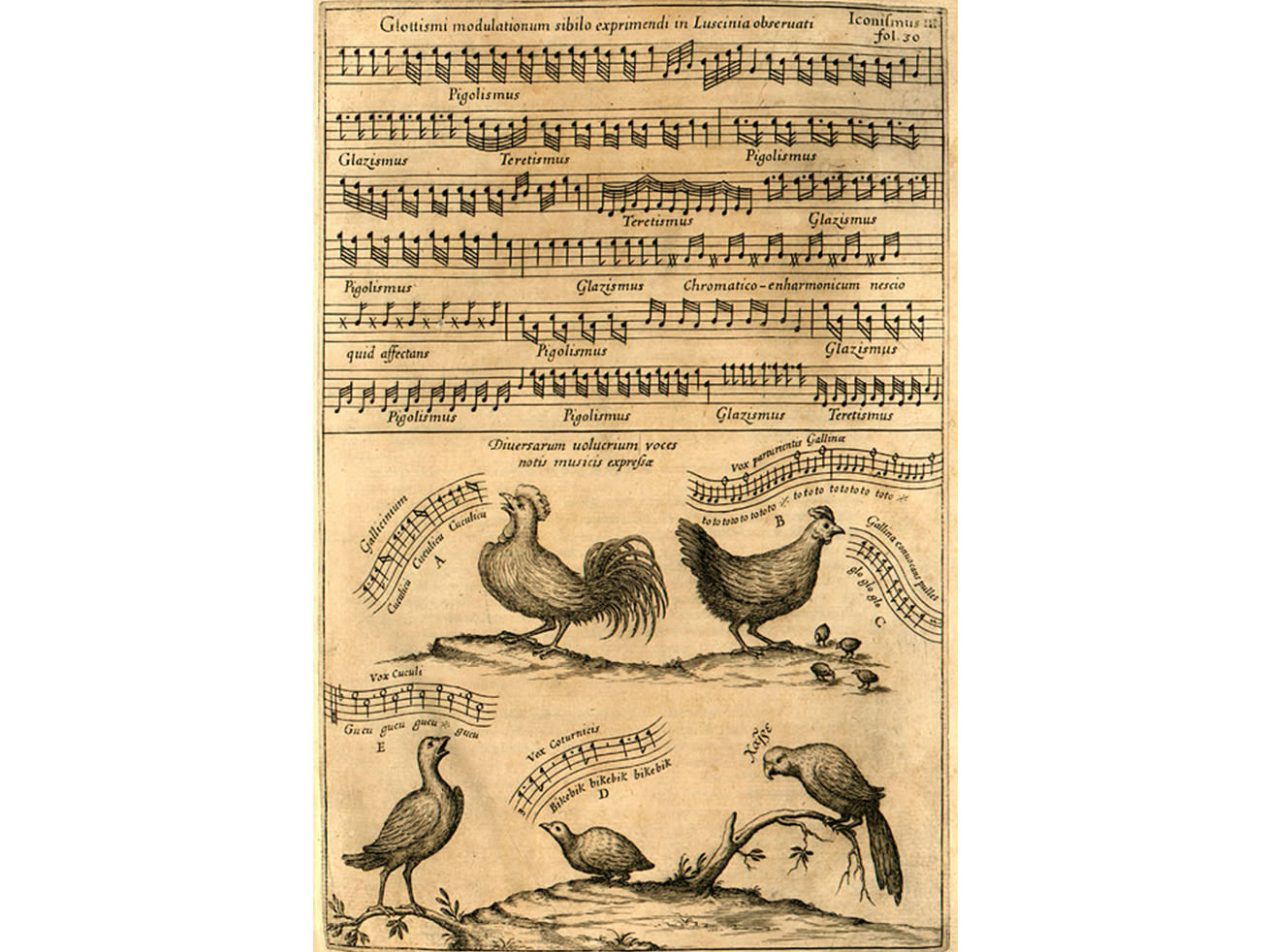 Although zoomusicology was only established as a subject in the 1980s, even in the 17th century there was a recognition that musicality was inherent in the vocalizations of animals. Photo: Pinterest (17th c. etching by Athanasius Kircher)