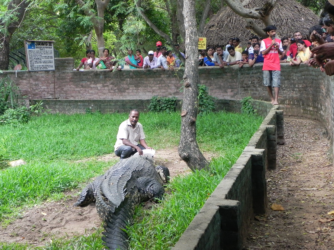 Jaws III is the monstrously large crocodile and heavyweight of the Madras Crocodile Bank Trust, known for his “savage disposition and devastating strength”. 