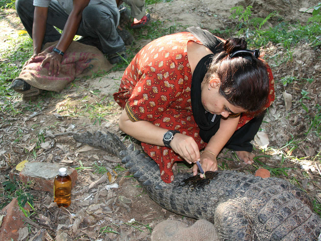 A fearless healer of reptiles, Gowri attends to crocodiles and other creatures. 