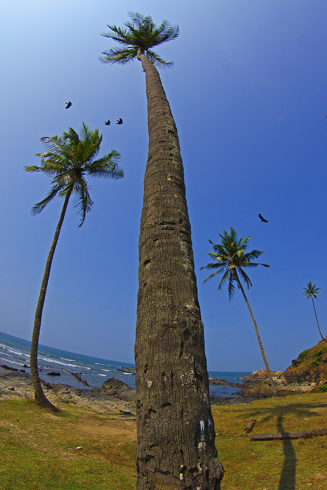  Goa’s famous coastline is popular with both domestic and international visitors