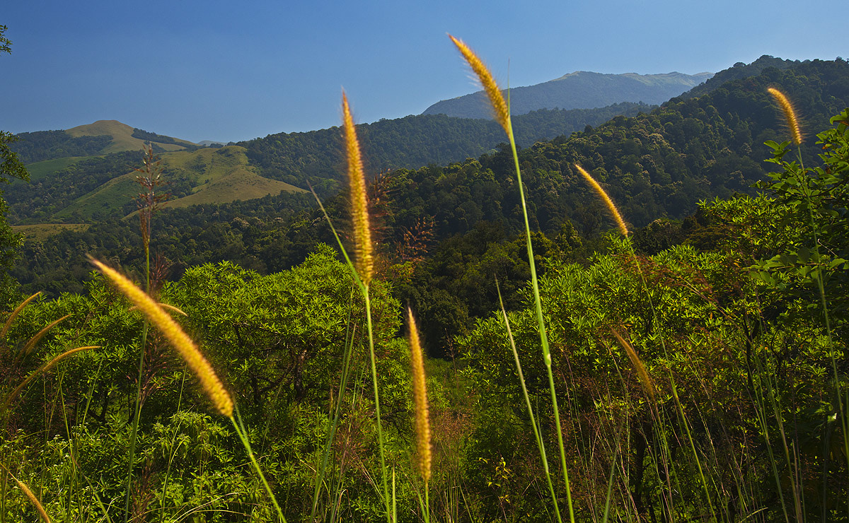 The rolling hills of Kudremukh are cloaked with clouds during the monsoon months. Photo: Dhritiman Mukherjee 