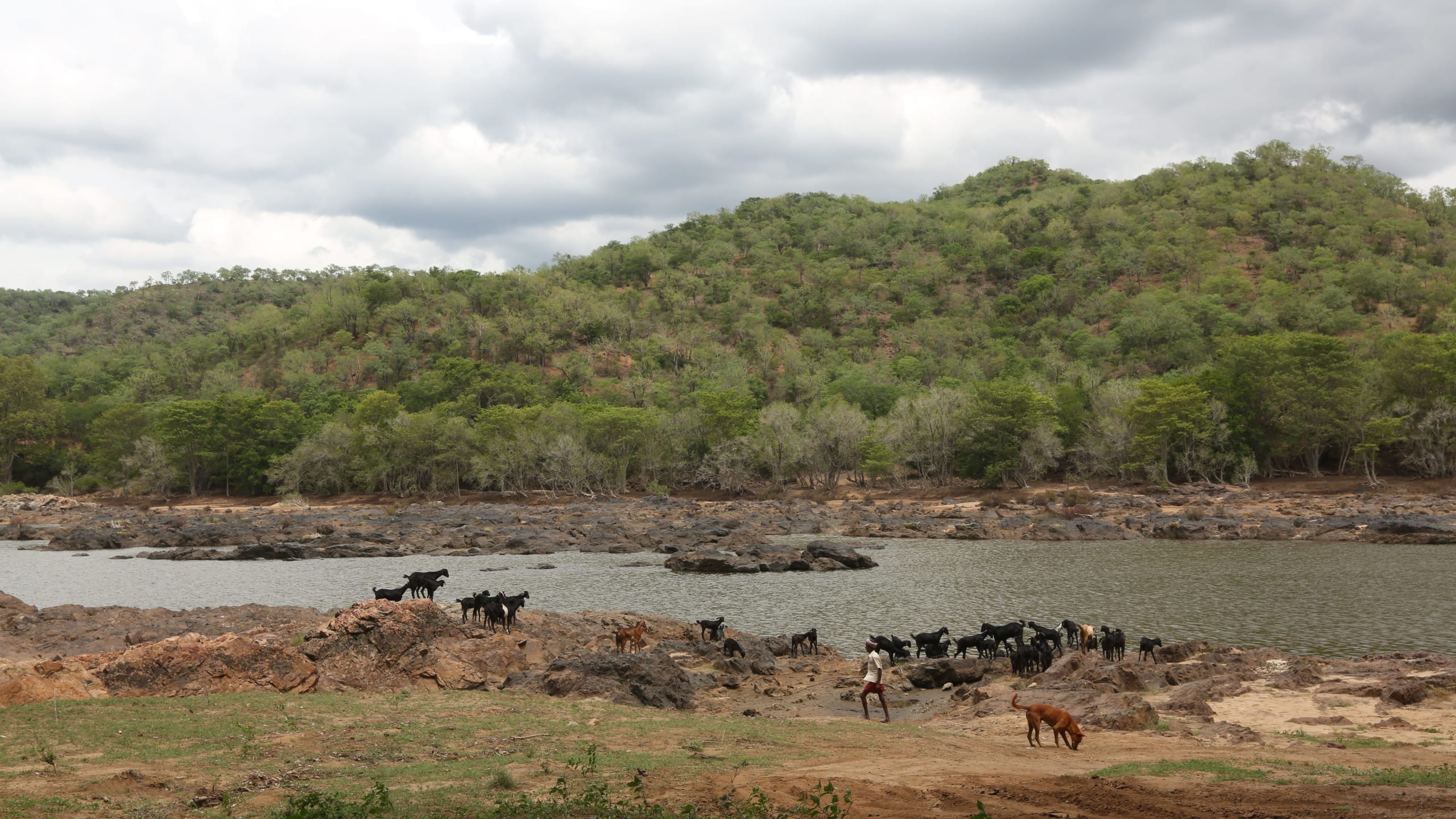 Pariahs are an adaptable species, built to survive Indian weather and terrain with little fuss. Photo: Sustain Team