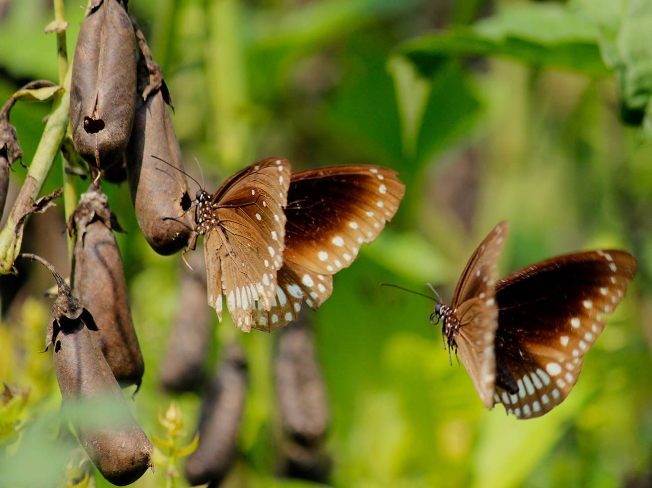 Dakhan dark blue tiger butterflies (Tirumala septentrionis dravidarum), the most numerous species seen during this southern migration, perch delicately on a branch. 