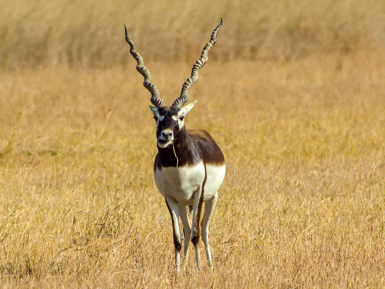 Gorgeous horns and a deep brown colour make this herbivore one of the most handsome creatures roaming the grasslands of India. Photo: Nishank Joshi