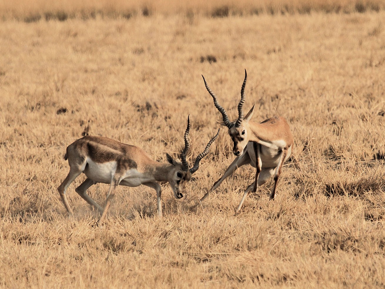 Male blackbucks are competitive. They mark their territory with dung deposits as well as by leaving black preorbital secretions on bushes and stems. Photo: Michael Bamford 