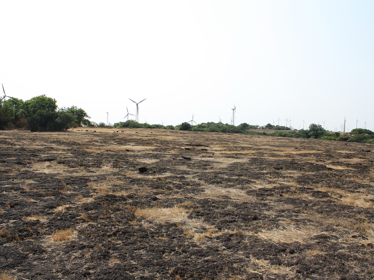 Dry, flat scrubland is the preferred home of the fan-throated lizard. 