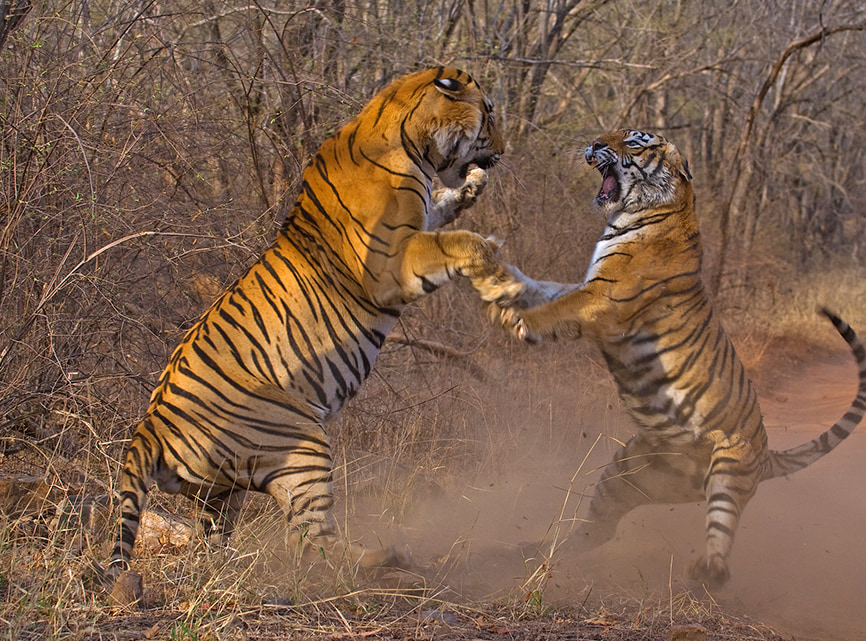 A sub-adult male tiger (left) in a territory battle with the legendary tigress Machli (right) at the Ranthambhore National Park in 2009. Dhritiman was one of the only photographers to get this award-winning shot.