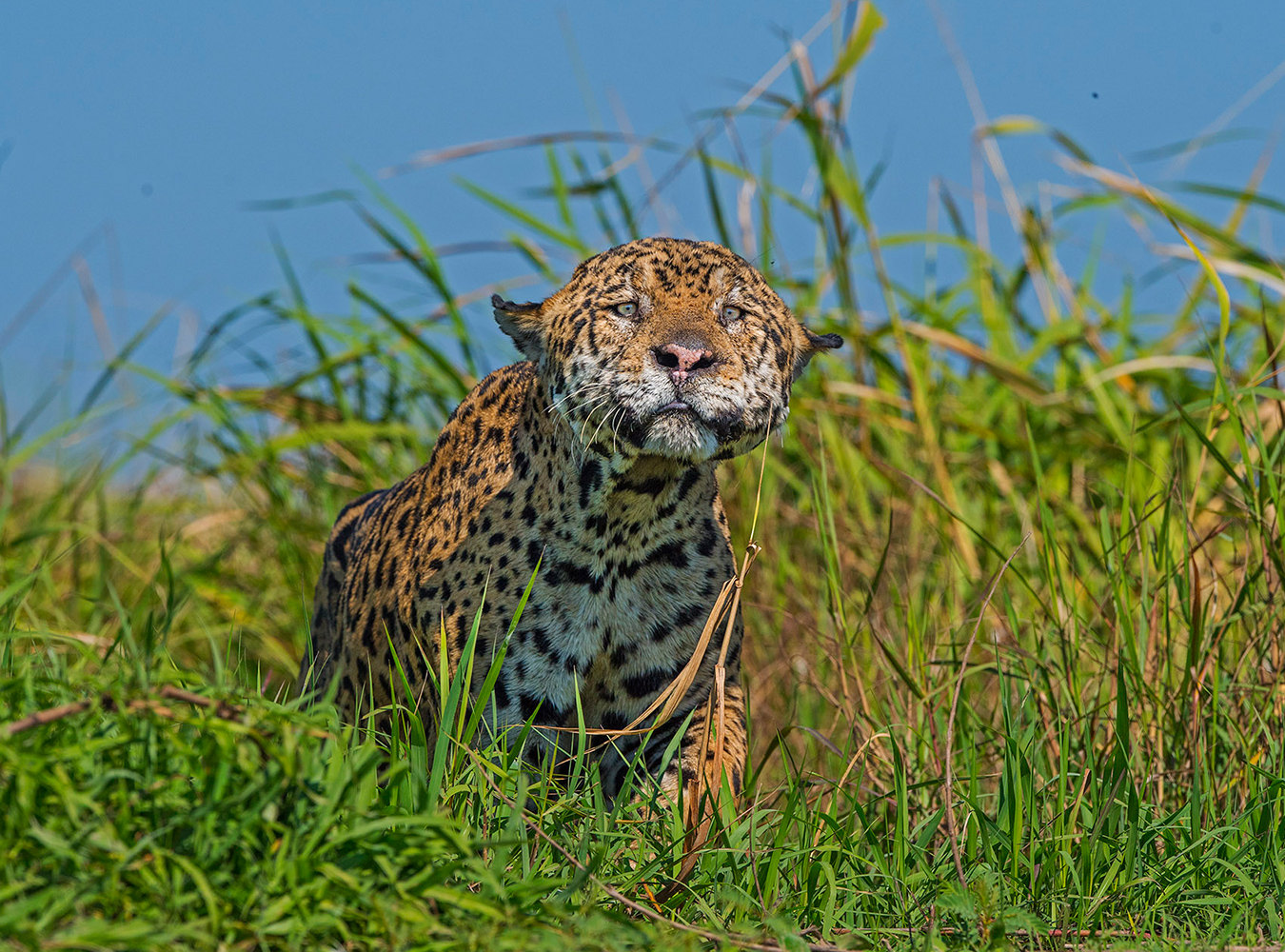  Powerful and graceful, the jaguar of South America was highly respected by the ancient Mayan and Aztec cultures. The word jaguar comes from the native Tupi-Guarani word yaguar, which translates to “the one who kills with one leap.” Today, Brazil’s Pantanal is the last remaining place on earth where these creatures can be easily seen in their natural habitat. This is the densest population of jaguars in the world, with an estimated 4,000 to 7,000 cats roaming the unique wetland region.