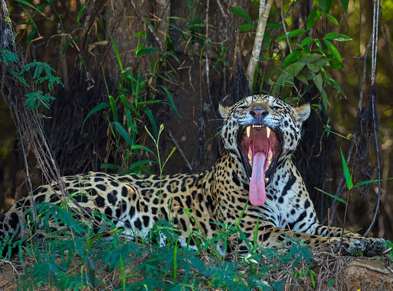 Jaguars are now listed as a “Near Threatened” species on the IUCN Red List, and the Amazon and Pantanal are its last strongholds. Although historically they are known to be nocturnal hunters, the jaguars of the Pantanal, given their unique diet, are hunters by day. This is why the Pantanal is the world’s best place to observe them in the wild.