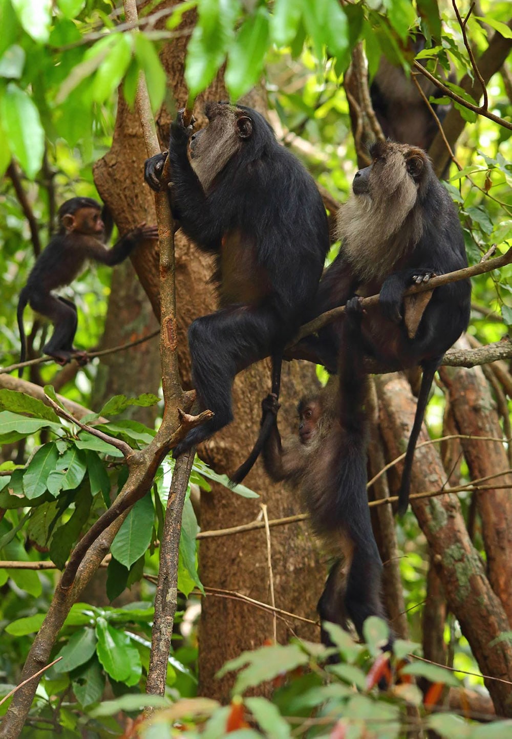 Although the lion-tailed macaque was taken off the list of the world’s 25 most endangered primates in 2012, it continues to need protection. Photo: Dhritiman Mukherjee
