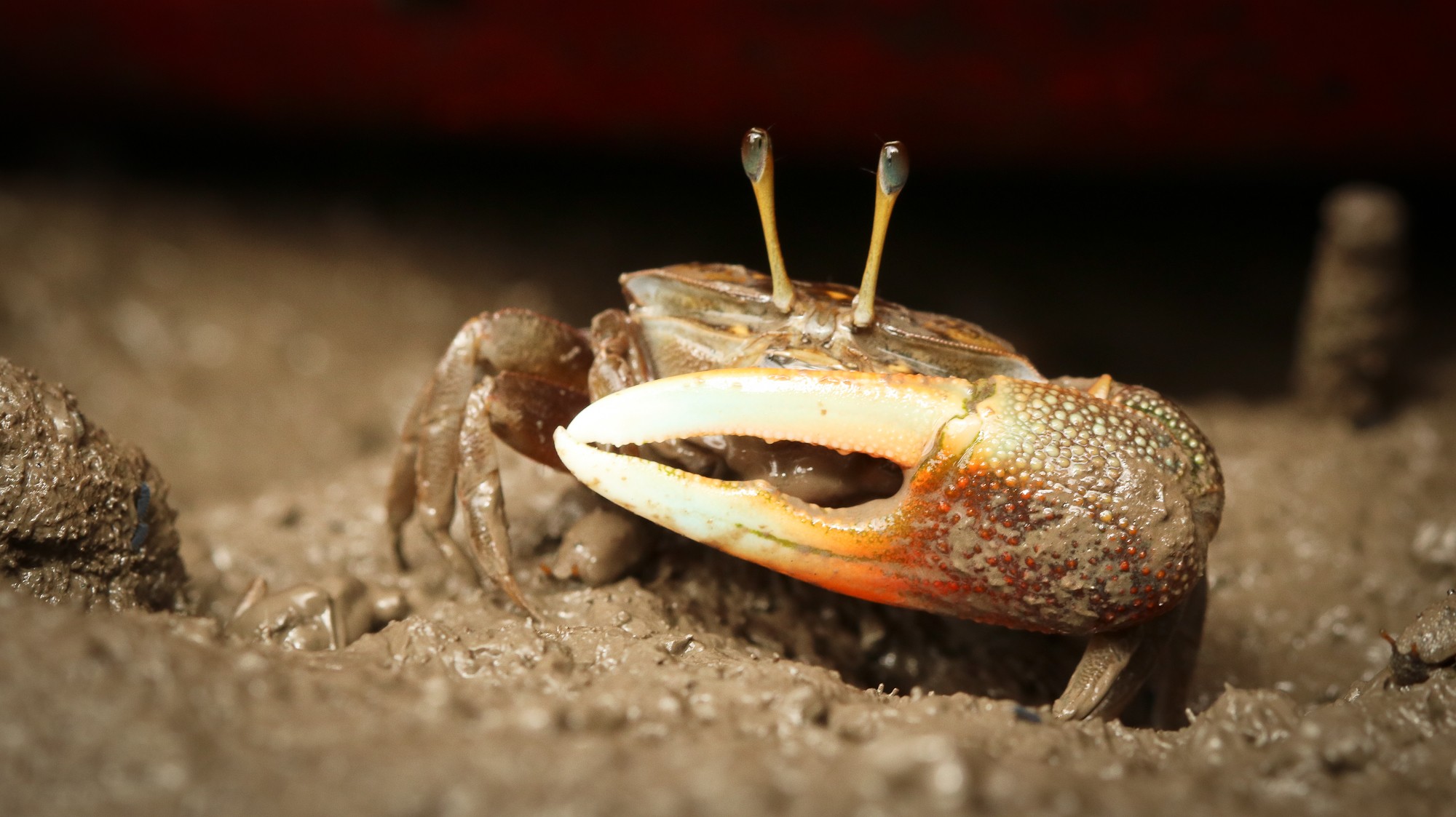 Fiddler crabs are usually 2-5 cm in size. They have five pairs of legs and a two claws; the large claw can be almost half its body weight. Photo: Abhishek Jamalabad
