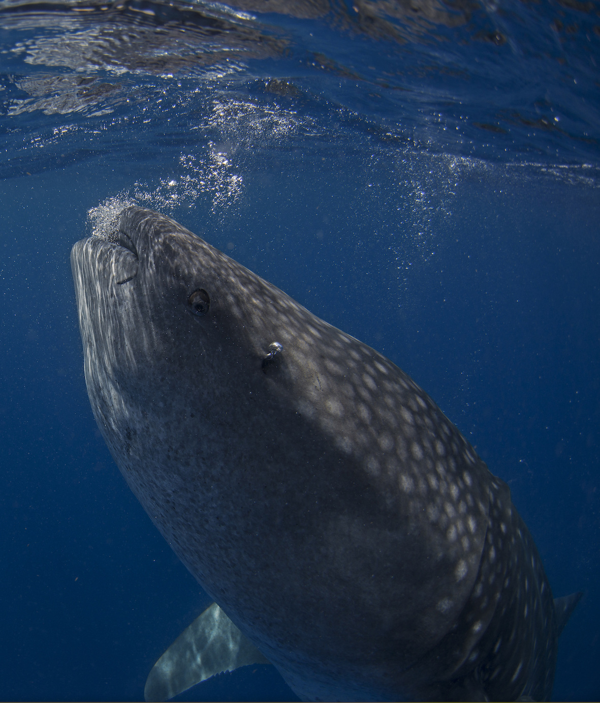Wading with Whale Sharks: The World’s Largest Fish | RoundGlass | Sustain