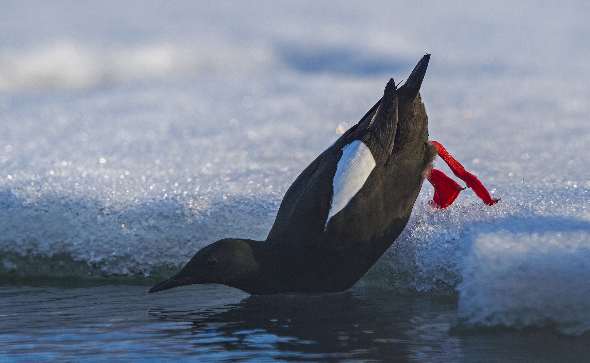 The black guillemont is a close cousin. These little birds are also incredibly shy, and duck into the water at the slightest sign of danger (or photographers). They breed in smaller colonies, close to the coast. 
Photo: Dhritiman Mukherjee
