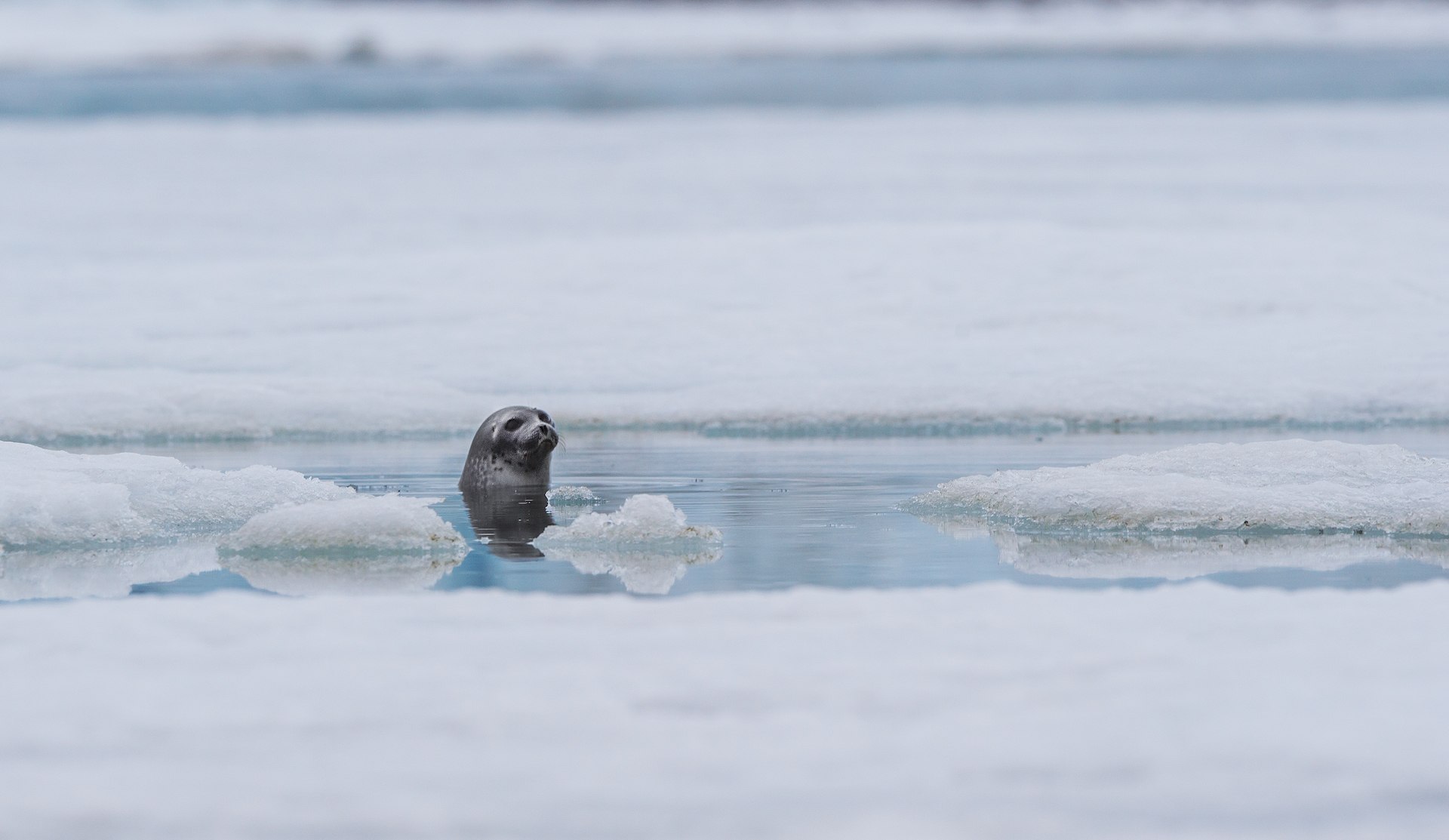 Where there are seabirds, seals are never too far away. The ringed seal, one of the many species that swims in these waters, is fast, agile, and stealthy, the bane of birds such as guillemots and eiders. When they aren’t in the water, ringed seals seek refuge on sheets of sea ice, which keeps them safe from predators such as orcas. 
Photo: Dhritiman Mukherjee
