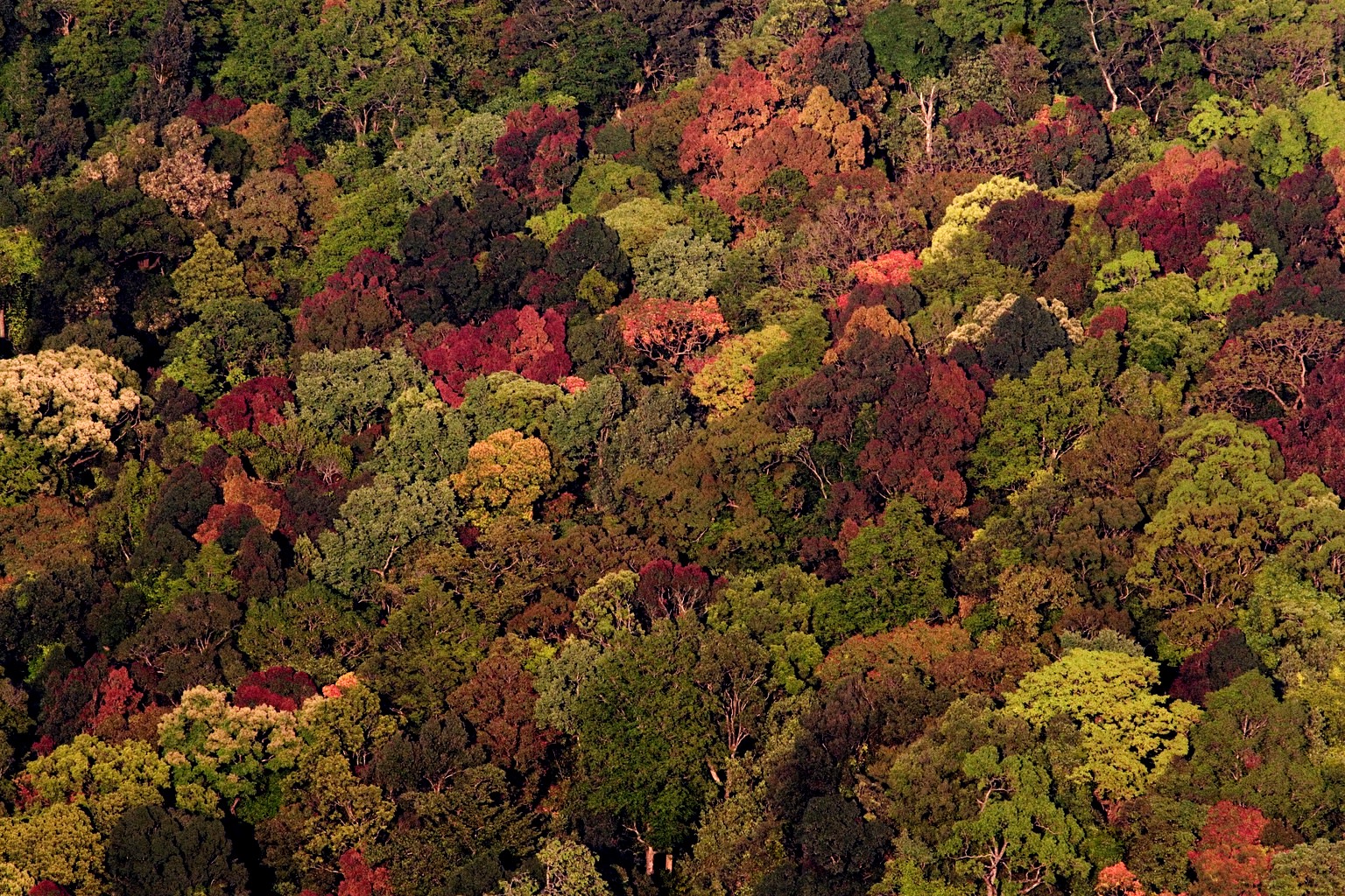 Under this riot of colours of Silent Valley National Park lies a mind-boggling diversity of living organisms. Photo: NP Jayan
