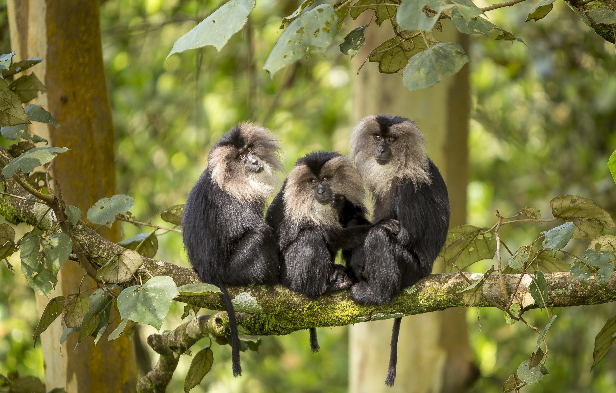 The lion-tailed macaque served as the face of the ‘Save Silent Valley’ movement in 1973, when a hydro-electric project across the Kunthipuzha River threatened to submerge vast swathes of virgin rainforest.
Photo: Anuroop Krishnan
