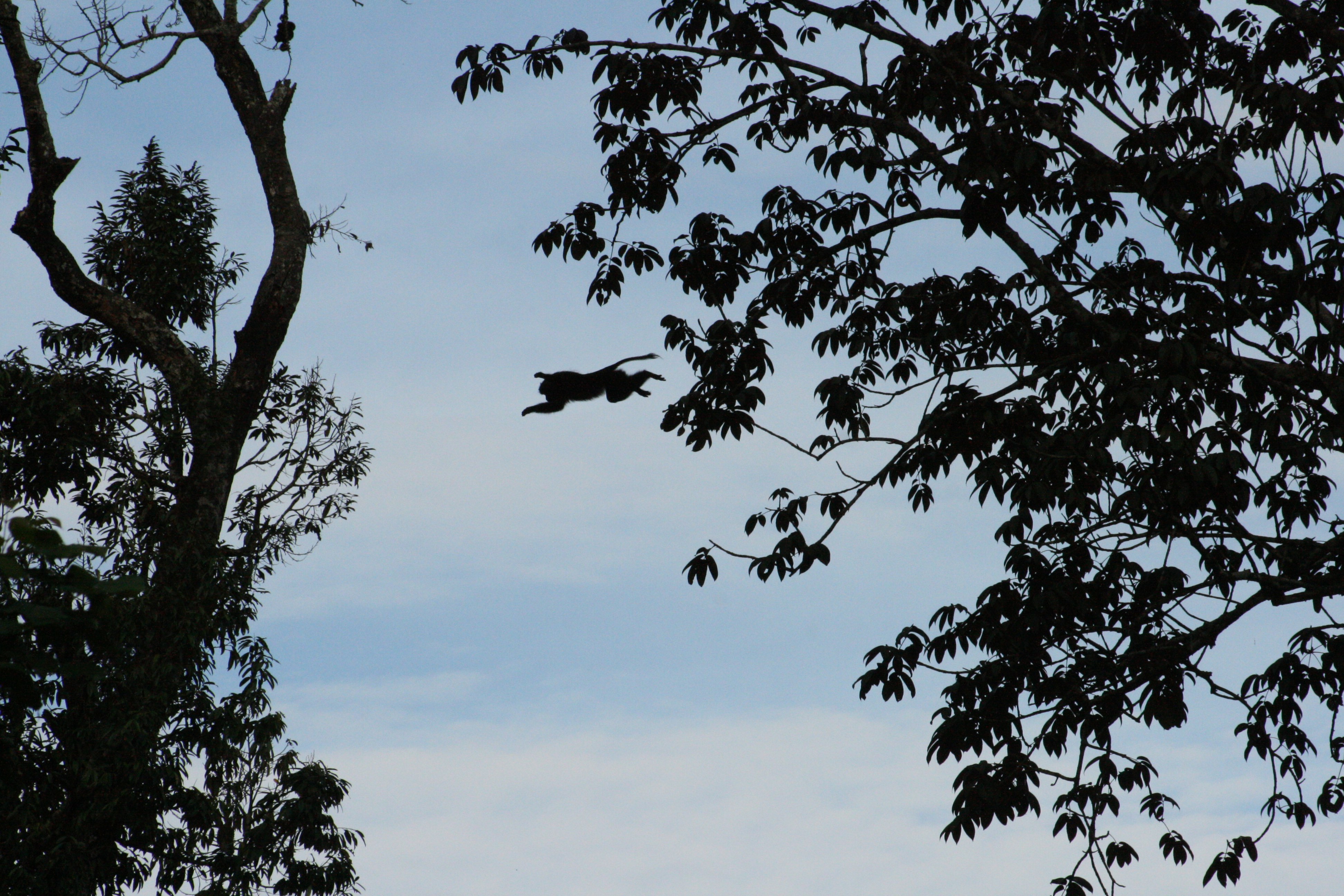 A lion-tailed macaque appears to take flight in the Anaimalai Hills. Life in the canopy cannot be easy when the distance between trees keeps expanding as a consequence of new roads that cut through the forests.  
Photo: P Jeganathan - CC BY-SA 4.0.

