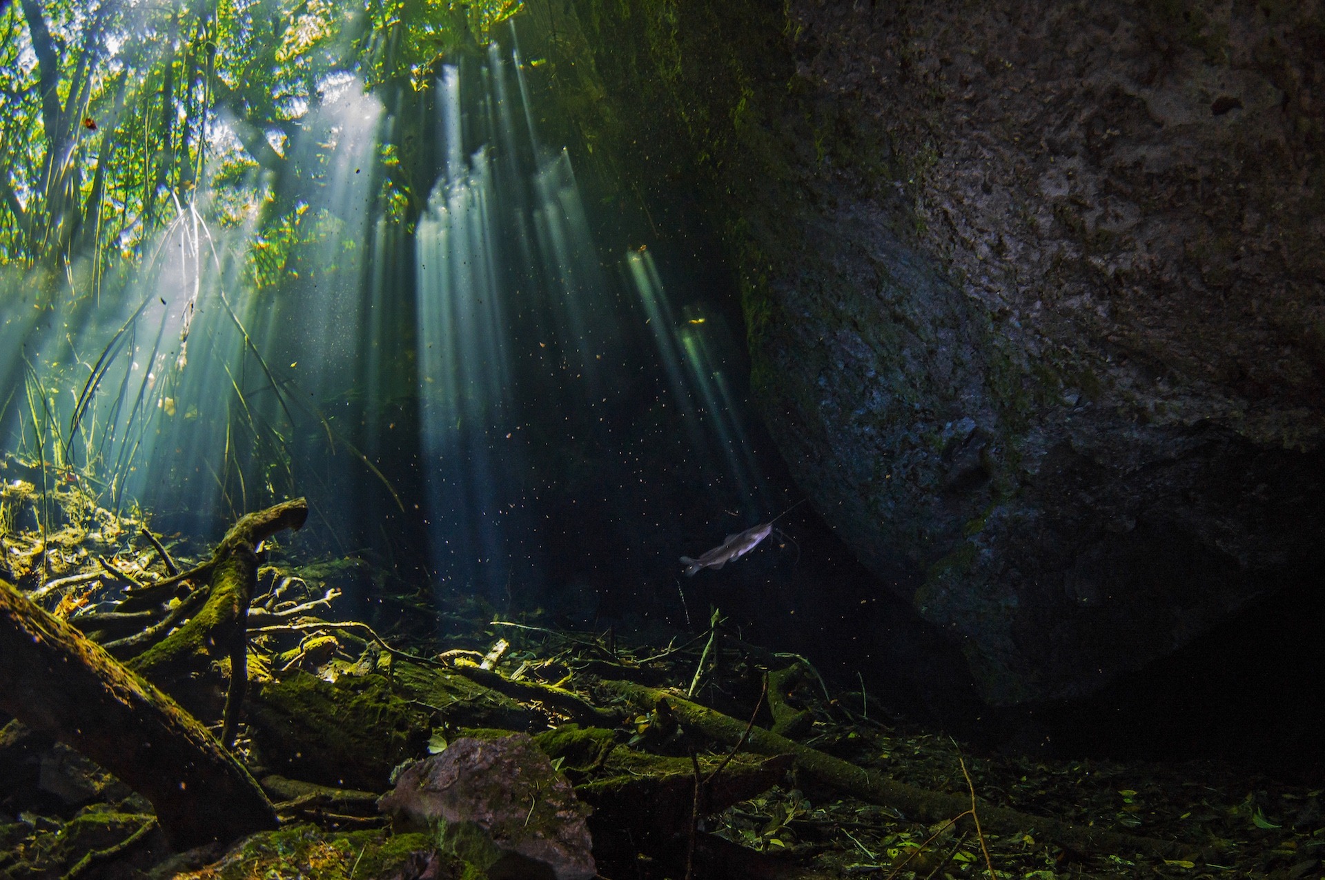 At the Taj Mahal cenote, beams of sunlight shine through the crystal clear water, revealing fish and organic debris. Divers can also see plenty of fossil shells, stalactites, and stalagmites. Under the first layer of fresh water is a halocline layer, under which is a layer of saltwater.
